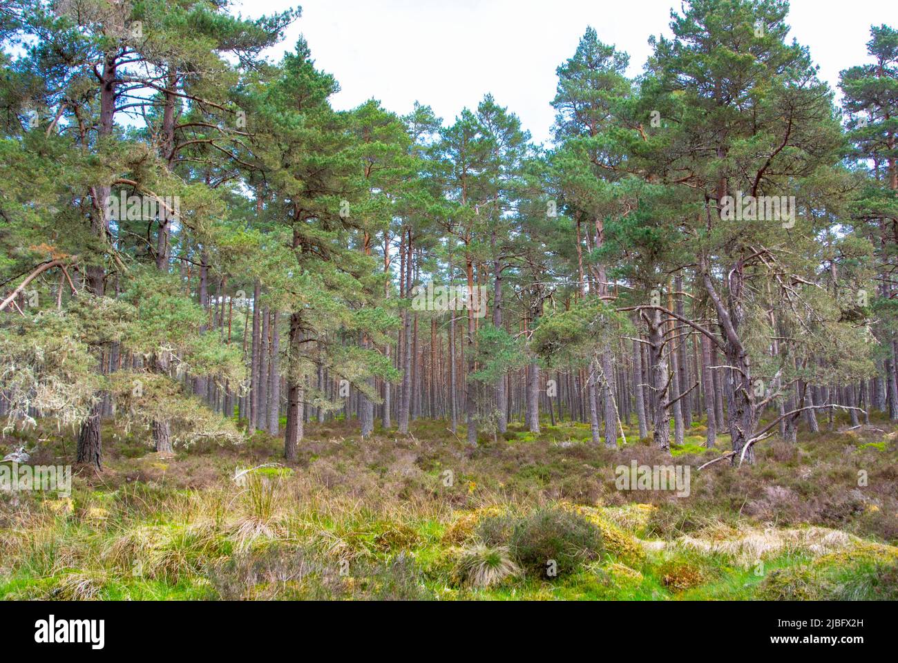 Caledonian Pine Forest Stock Photo