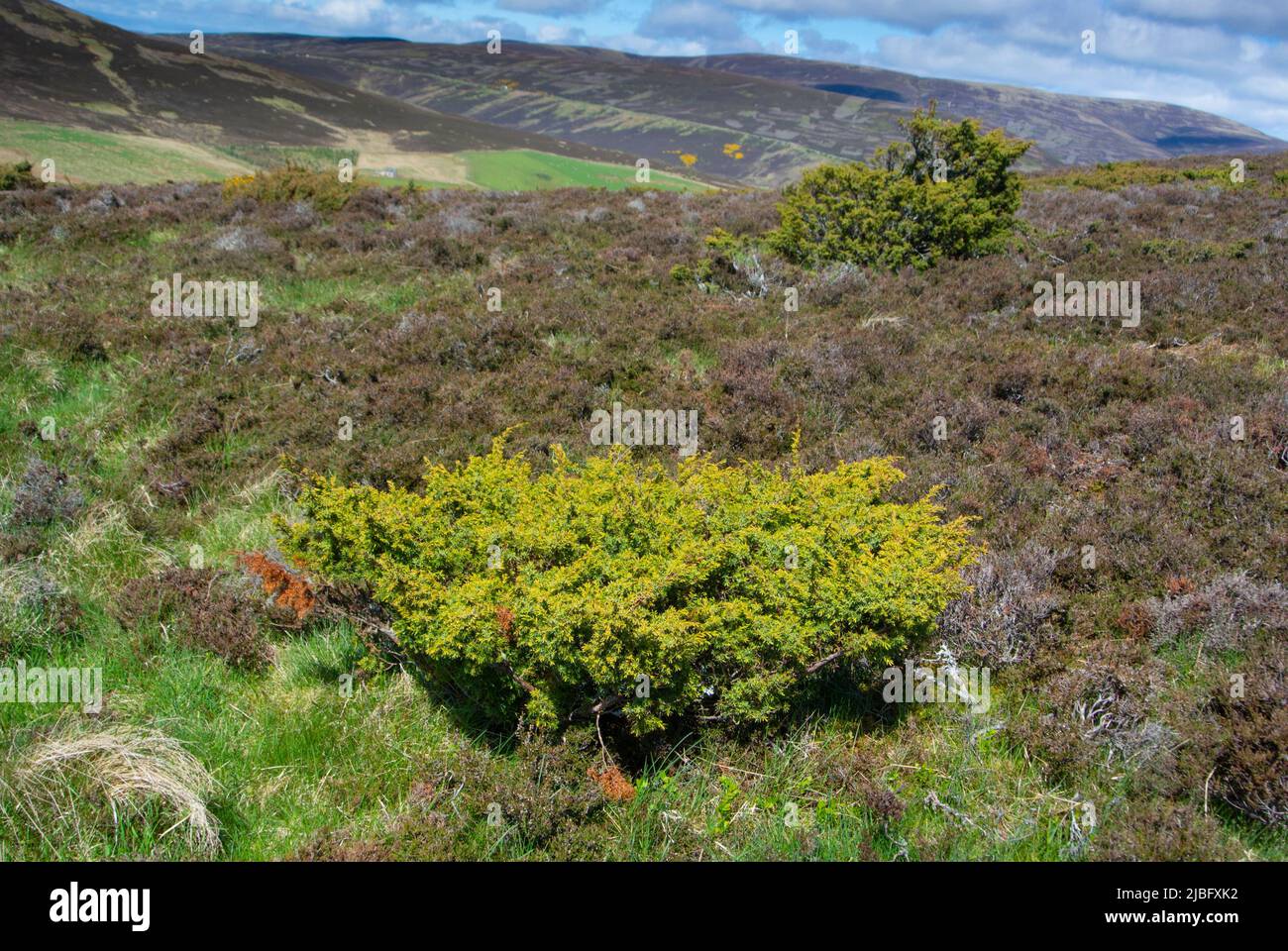 Juniper and heather moorland. Stock Photo