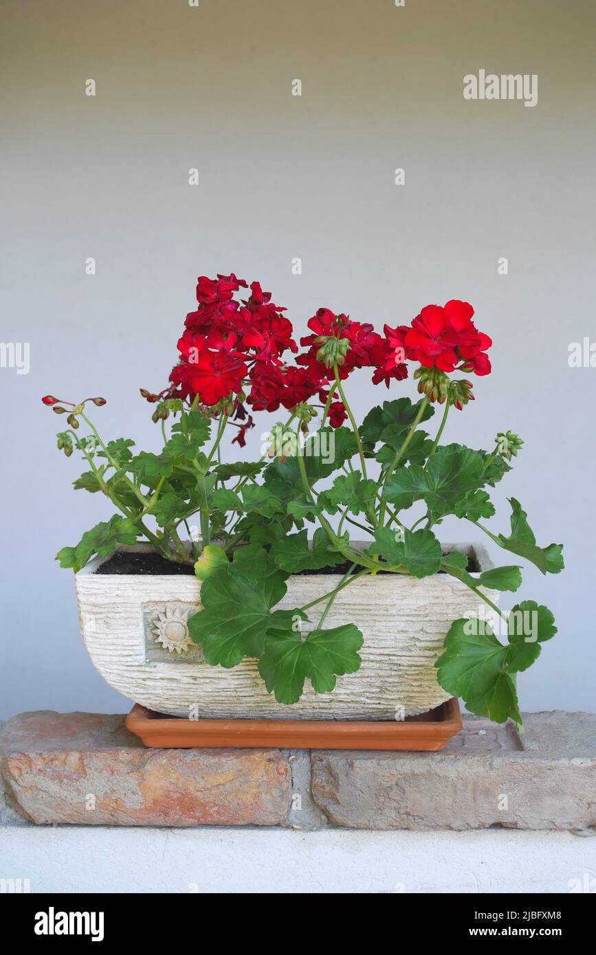Dark red geraniums in a pot  on a wall, Szigethalom, Hungary Stock Photo
