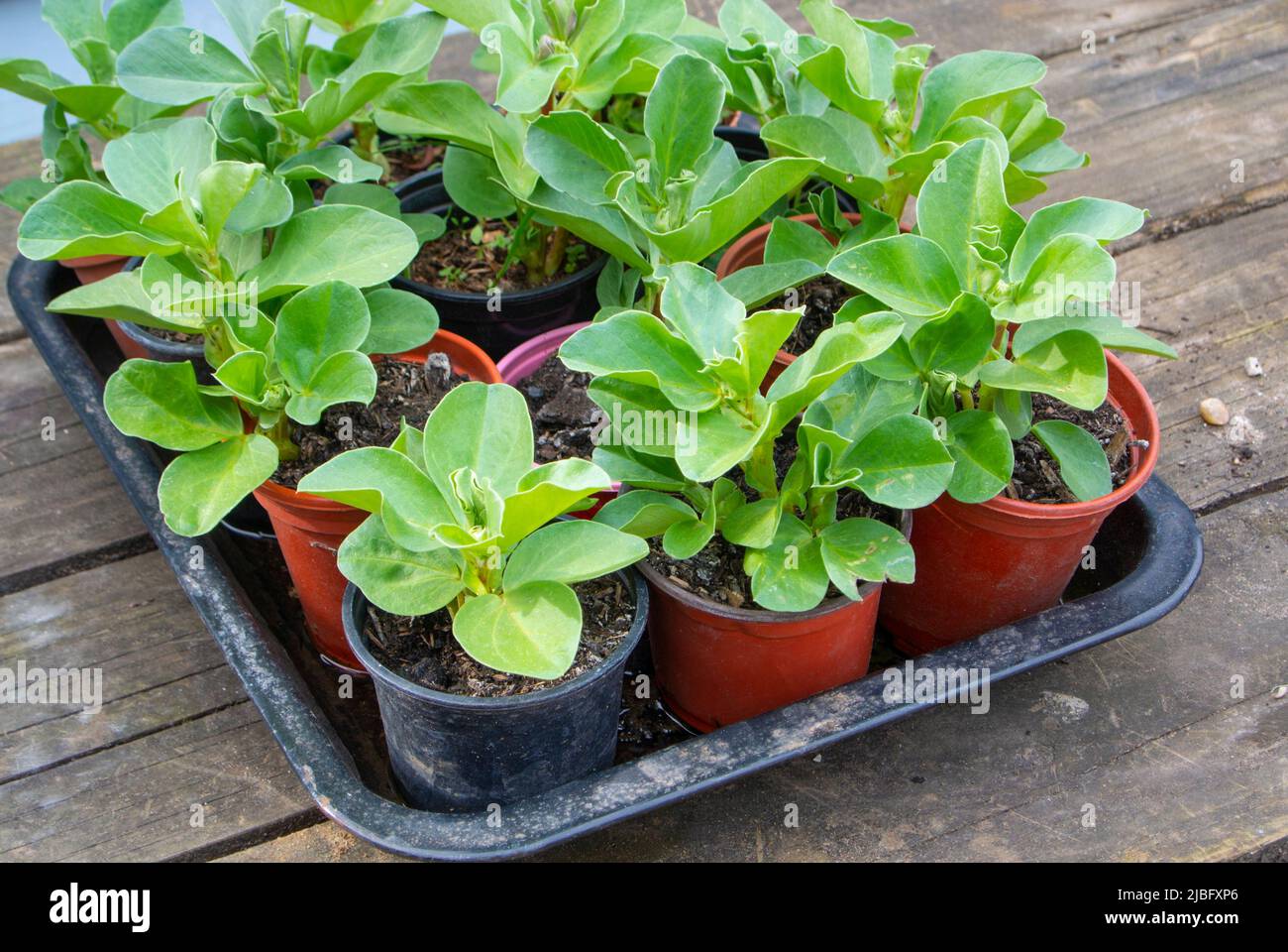 Broad bean plants in pots Stock Photo Alamy