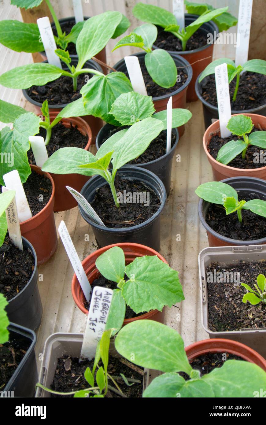 young vegetable plants in pots Stock Photo