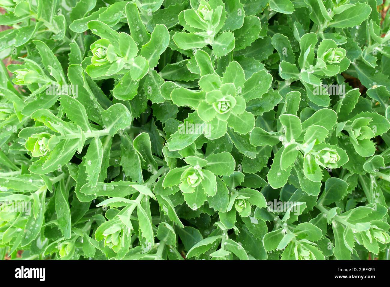 Hylotelephium telephium, orpine, lifelong, harping Johnny, life everlasting, live forever, midsummer men, in a garden, Szigethalom, Hungary Stock Photo