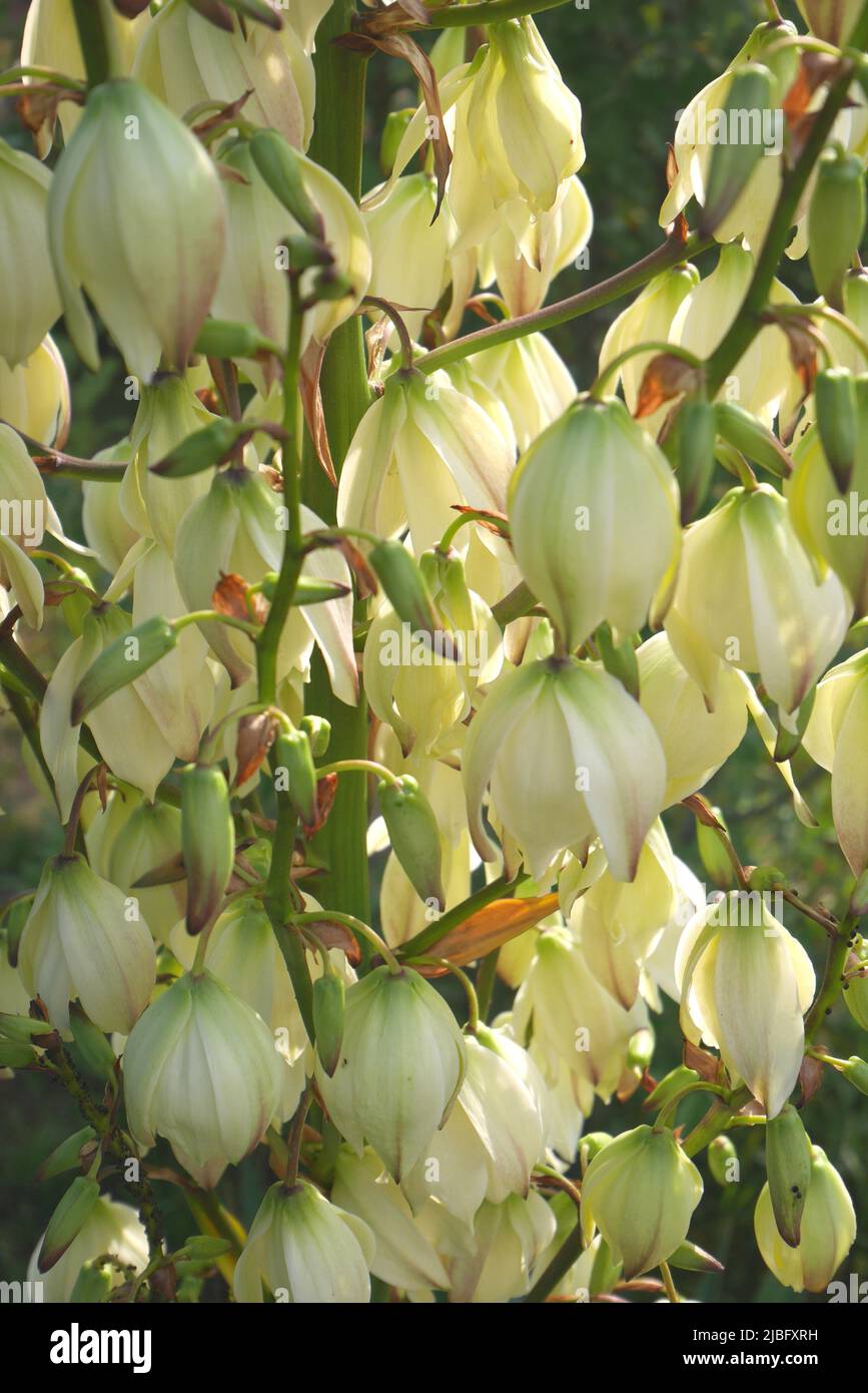 Yucca flowers growing in a garden, Szigethalom, Hungary Stock Photo