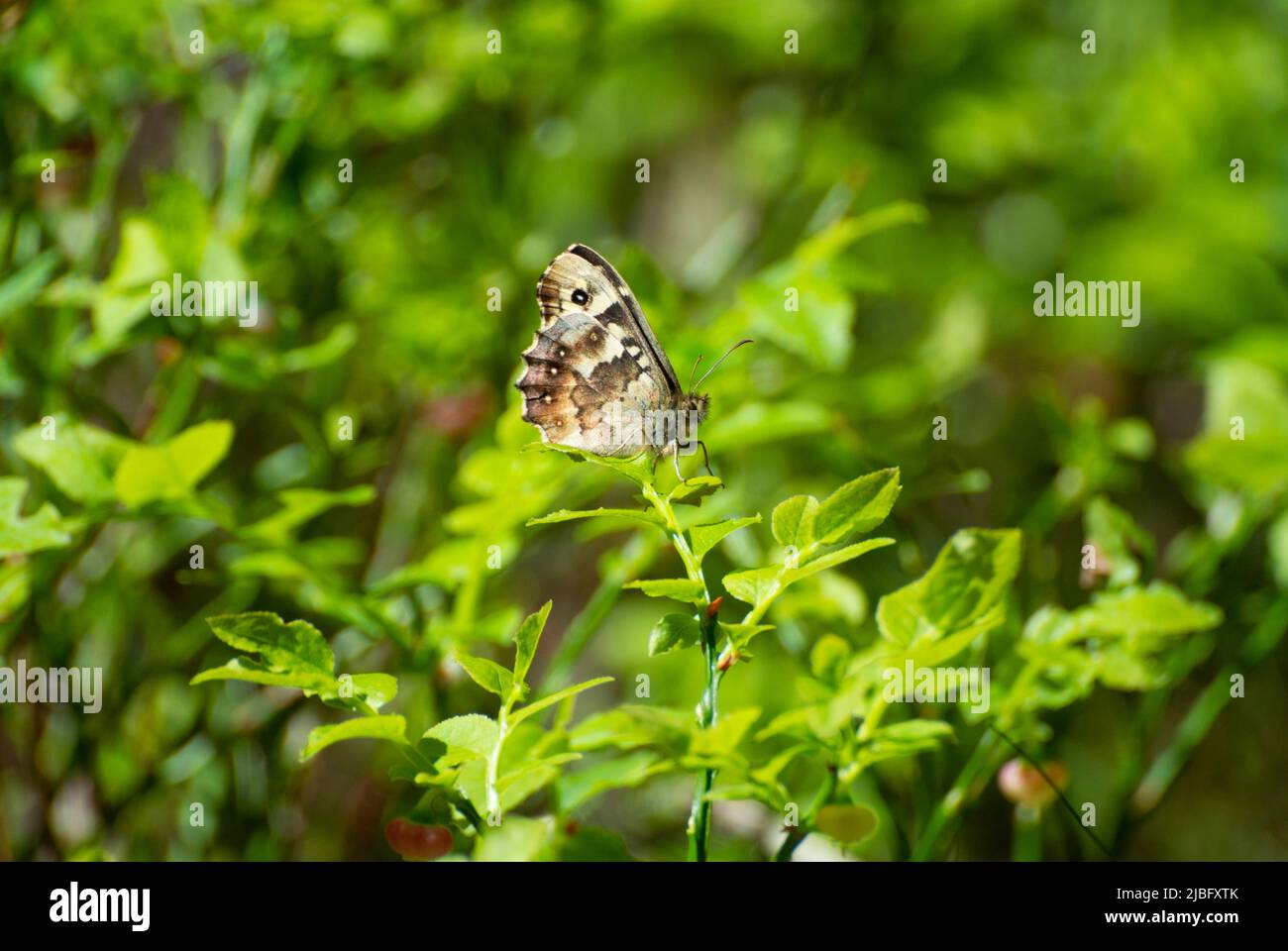 speckled wood, Pararge aegeria Stock Photo