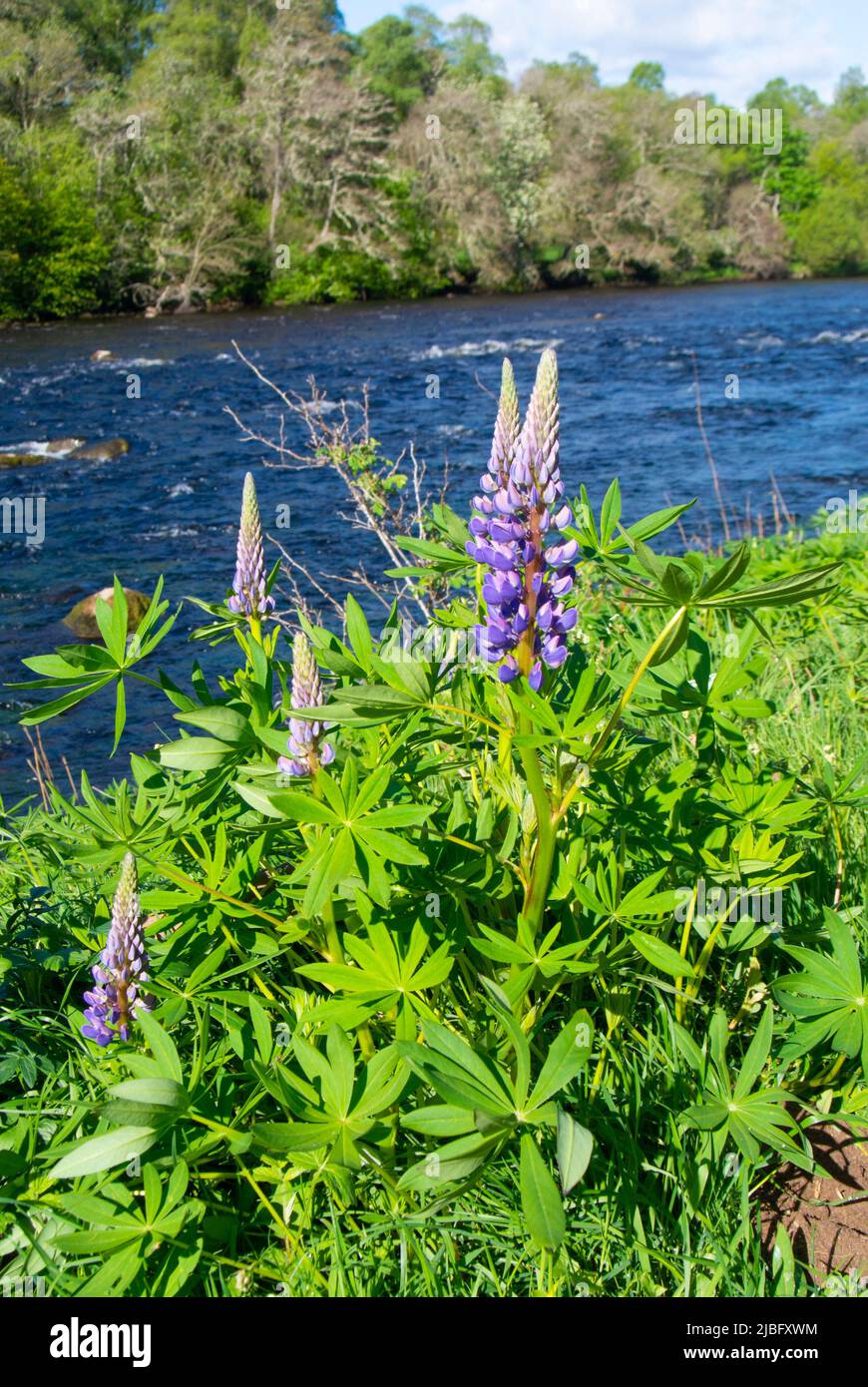 Wild lupins by the river spey. Stock Photo
