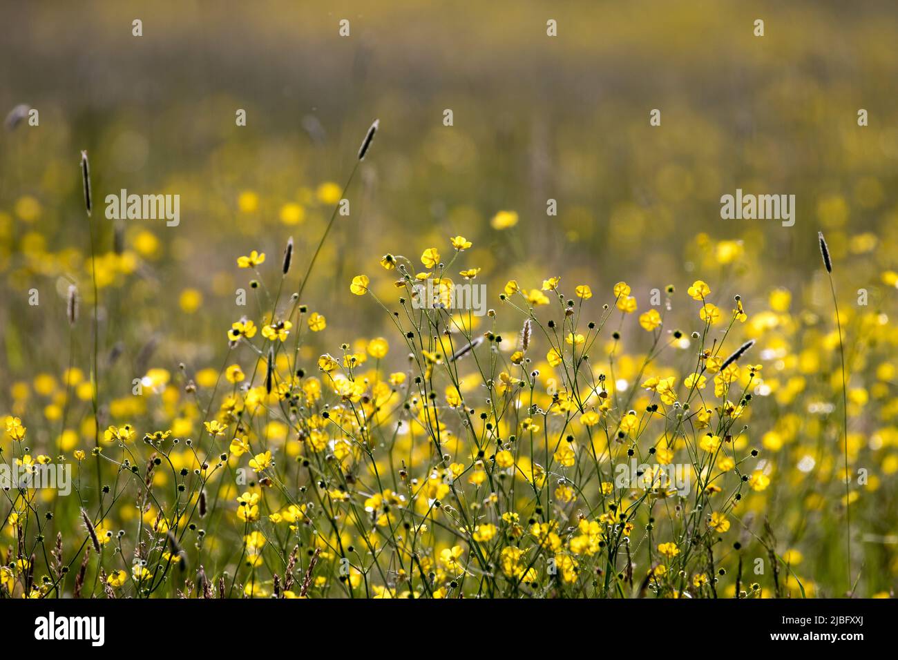 Yellow buttercups in a meadow in early summer Stock Photo