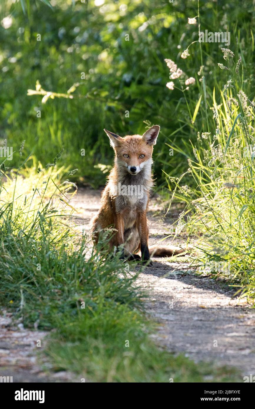 A fox sits and waits on a grassy pathway in Brentwood, Essex, UK. Brentwood has an urban and rural community of foxes that inhabit the area. Stock Photo
