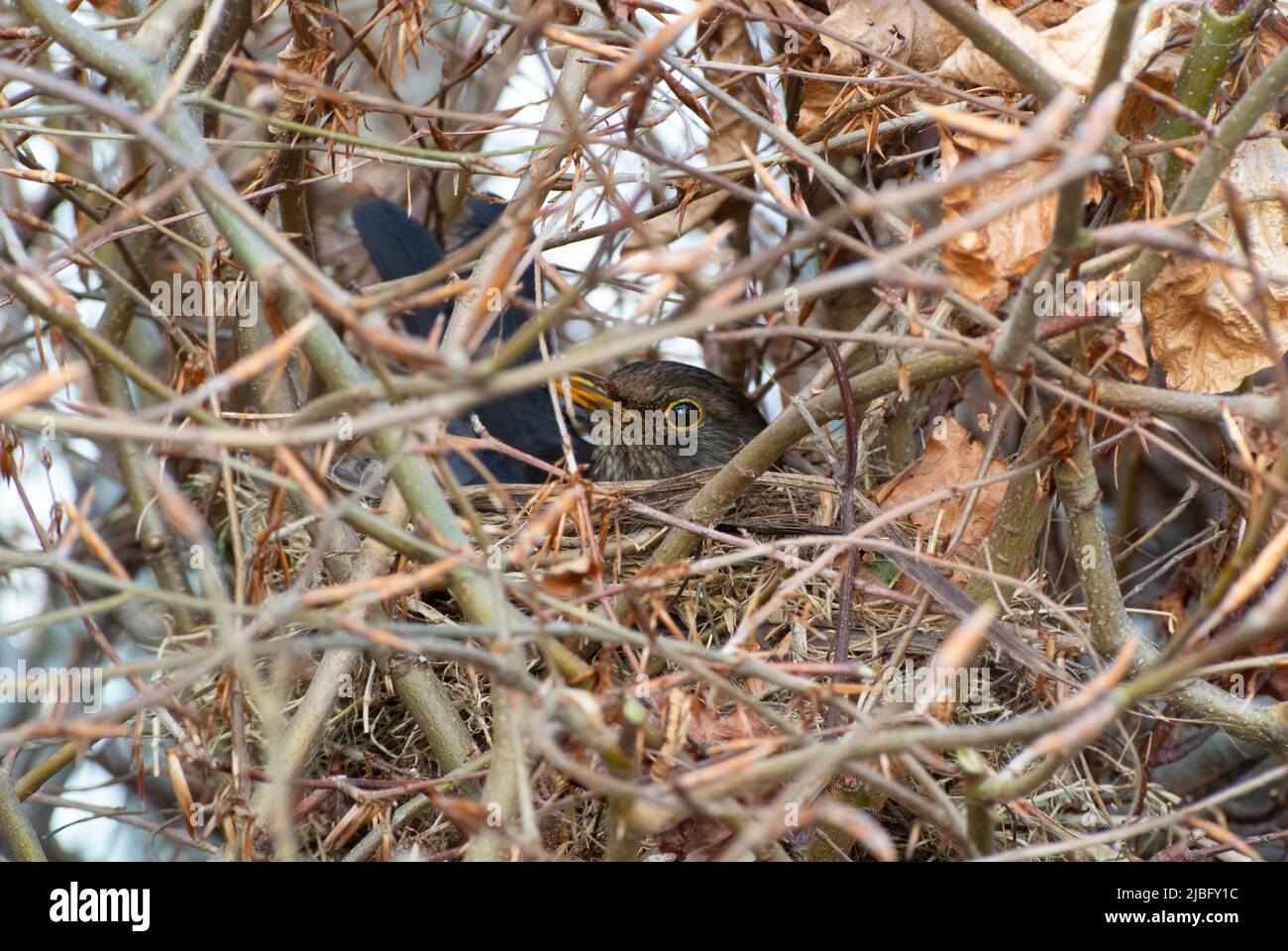 Blackbird on nest in hedgerow Stock Photo