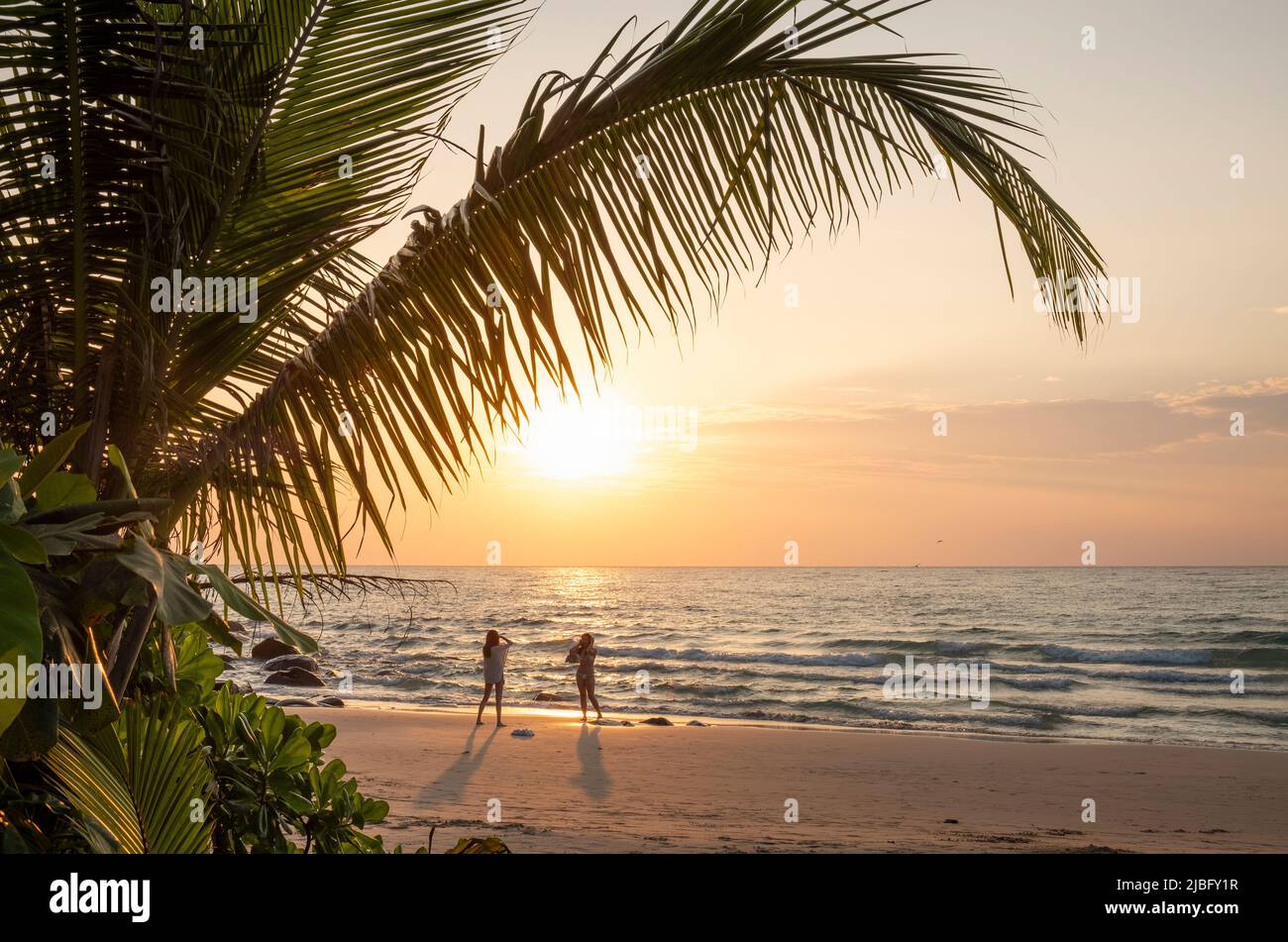 Palm tree and women on beach at sunset Stock Photo
