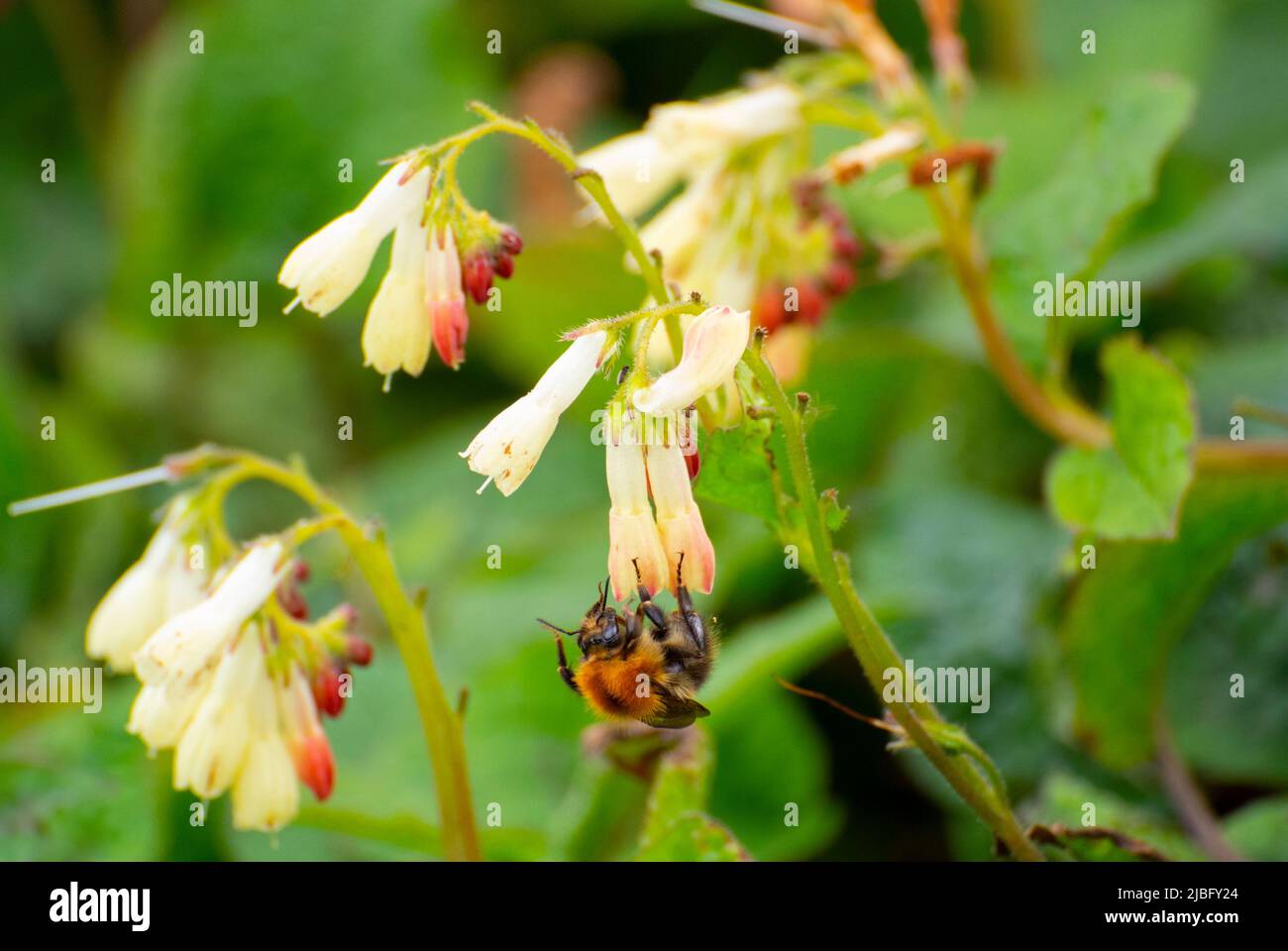 Common carder Bee feeding on comfrey Stock Photo