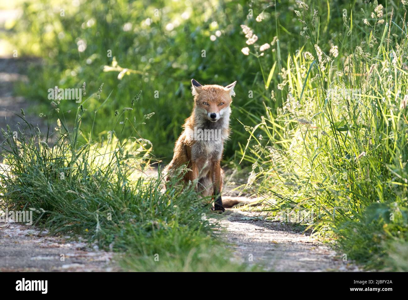 A fox sits and waits on a grassy pathway in Brentwood, Essex, UK. Brentwood has an urban and rural community of foxes that inhabit the area. Stock Photo