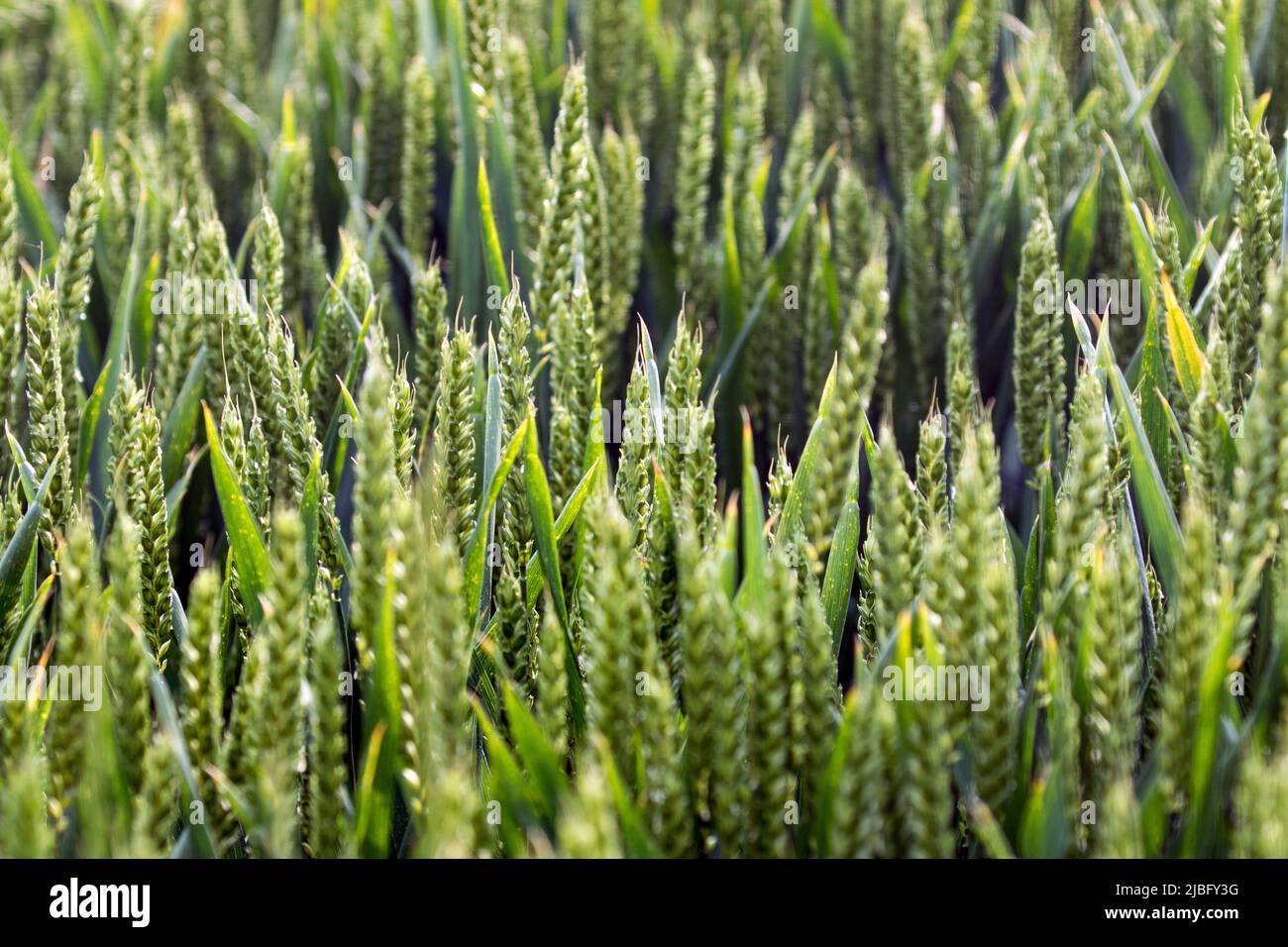 A crop of healthy ripening wheat in a field in early Summertime in the United Kingdom Stock Photo