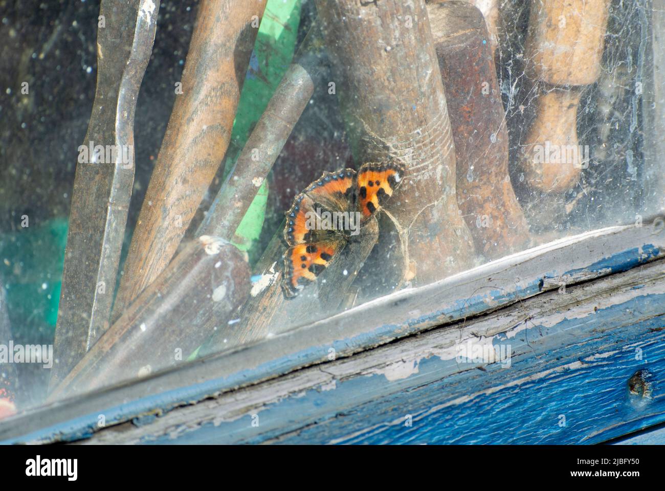Small Tortoiseshell butterfly trapped in workshop Stock Photo