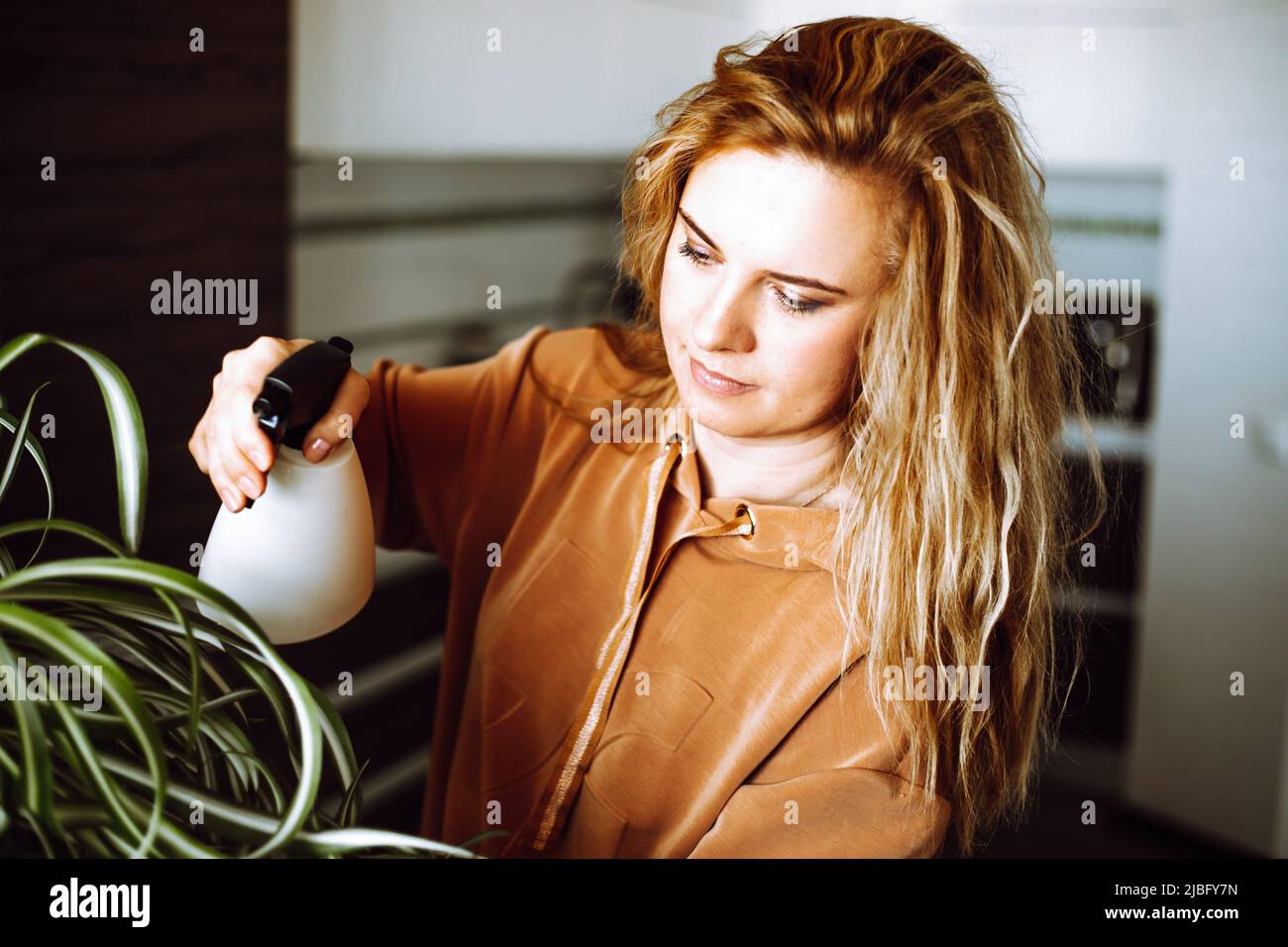 Portrait of young beautiful woman with long wavy fair hair wearing brown sweatshirt, watering indoor plant Chlorophytum. Stock Photo