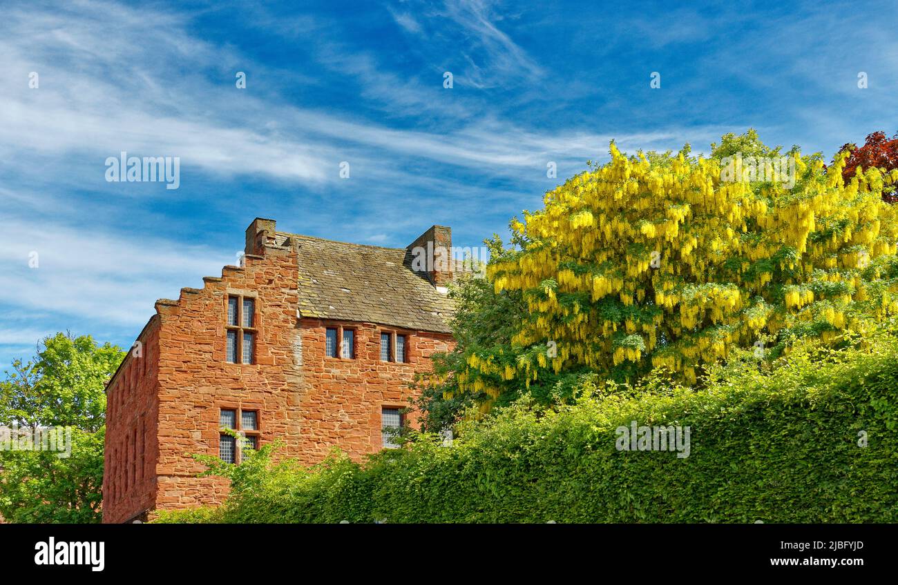 ARBROATH ANGUS SCOTLAND ARBROATH ABBEY AND YELLOW LABURNUM FLOWERS