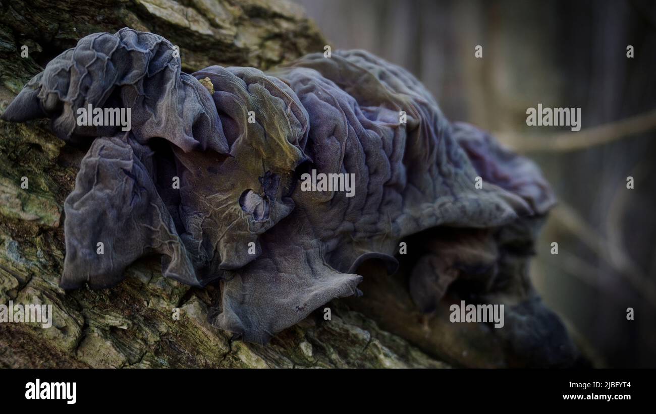 Jelly ear fungus (auricularia auricula judae) on elder wood in forest Stock Photo