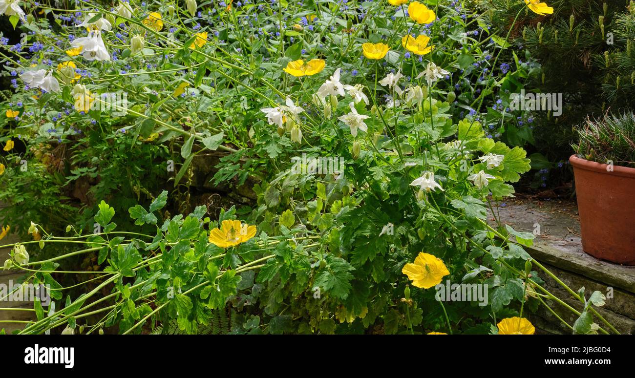 Aquilegia, poppies and forget-me-nots in Dales smallholding garden Stock Photo
