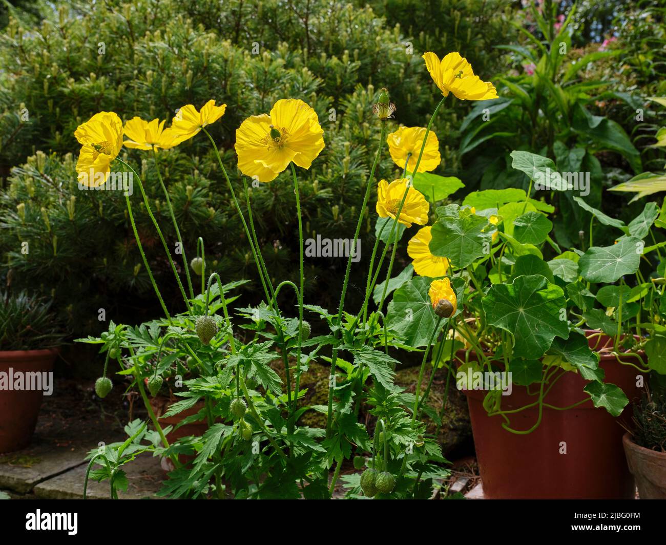 Yellow, Yorkshire poppy blooms and seed heads Stock Photo
