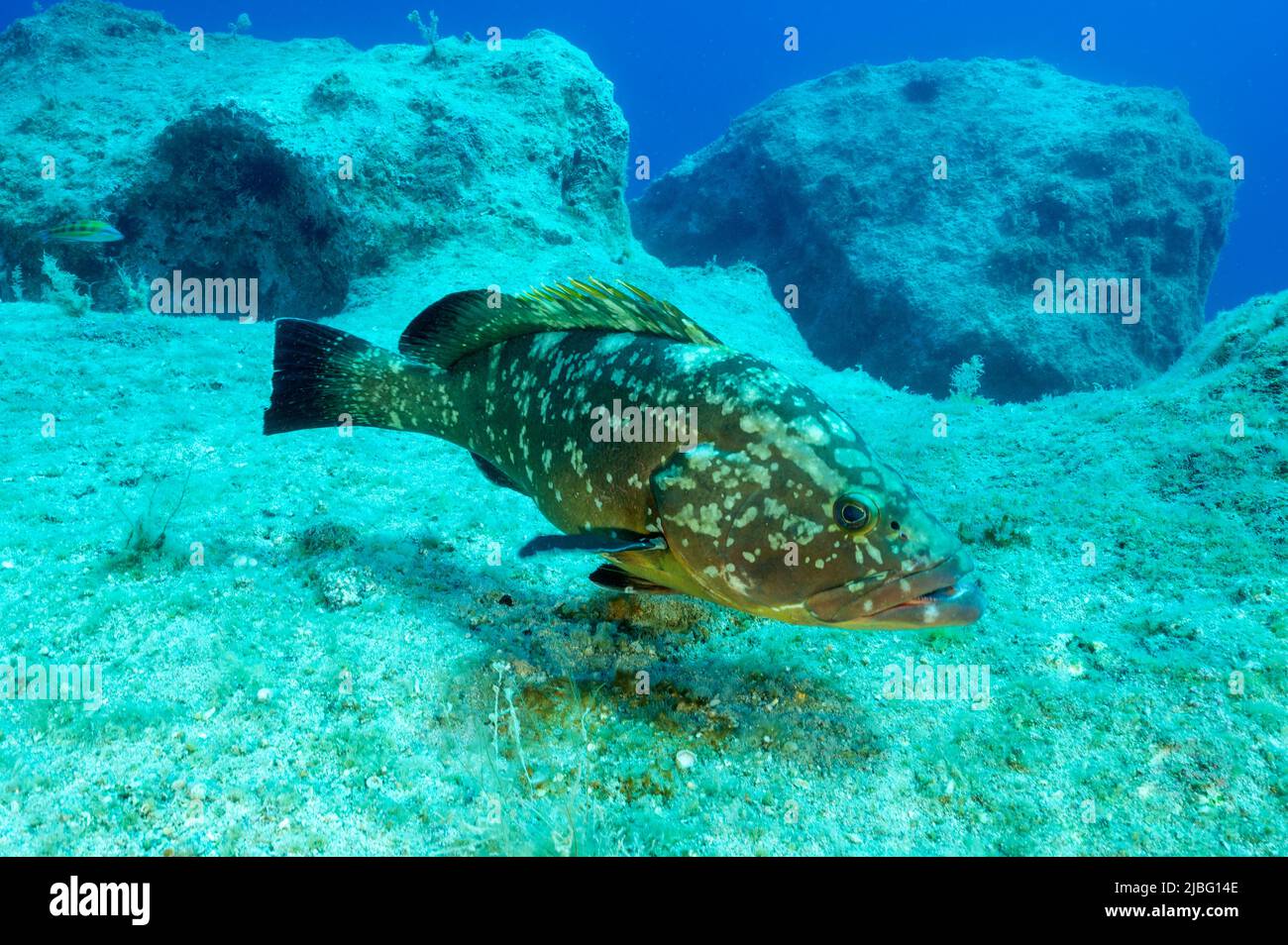 Dusky grouper, Epinephelus marginatus, Kas Kekova Marine Proetcted Area Stock Photo