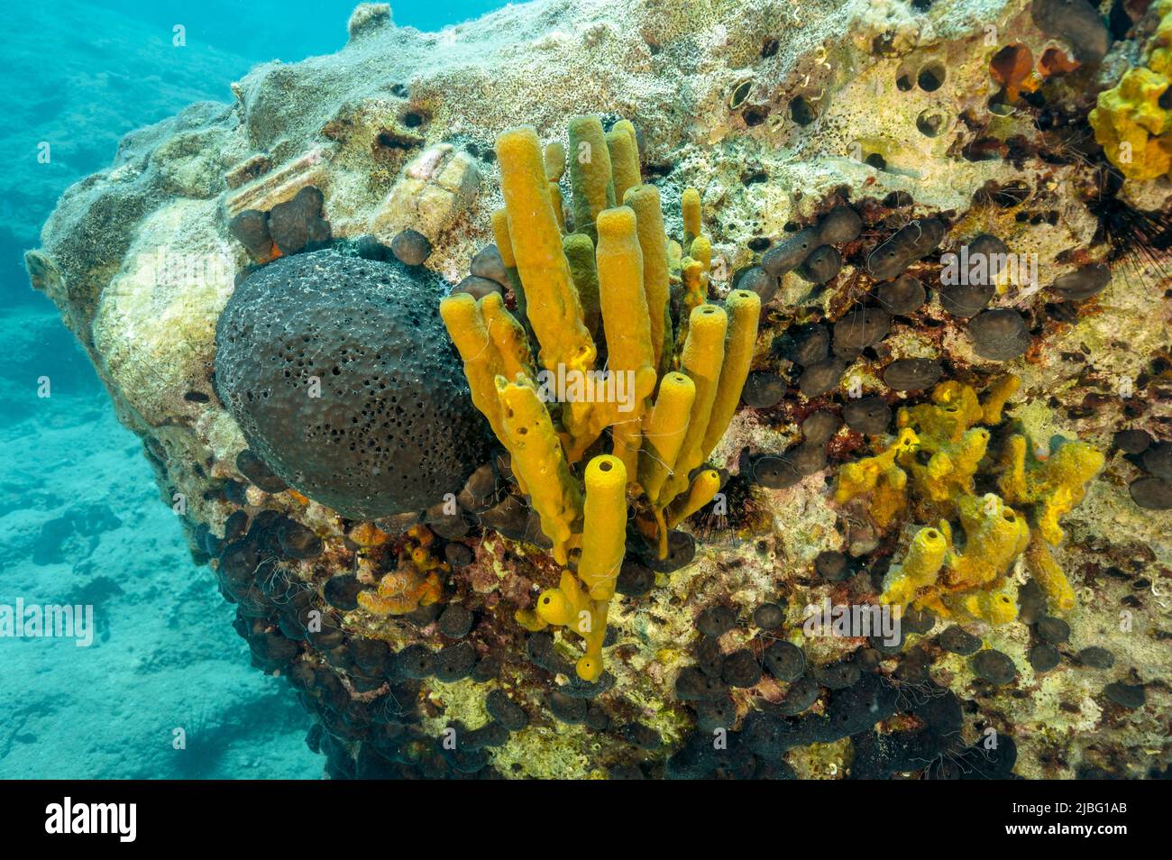 Yellow tube sponge, Aplysina aerophoba,  Black sponge, Sarcotragus spinosulus, and Chondrosia reniformis, covering the rock in Gokova Bay Marine Prote Stock Photo