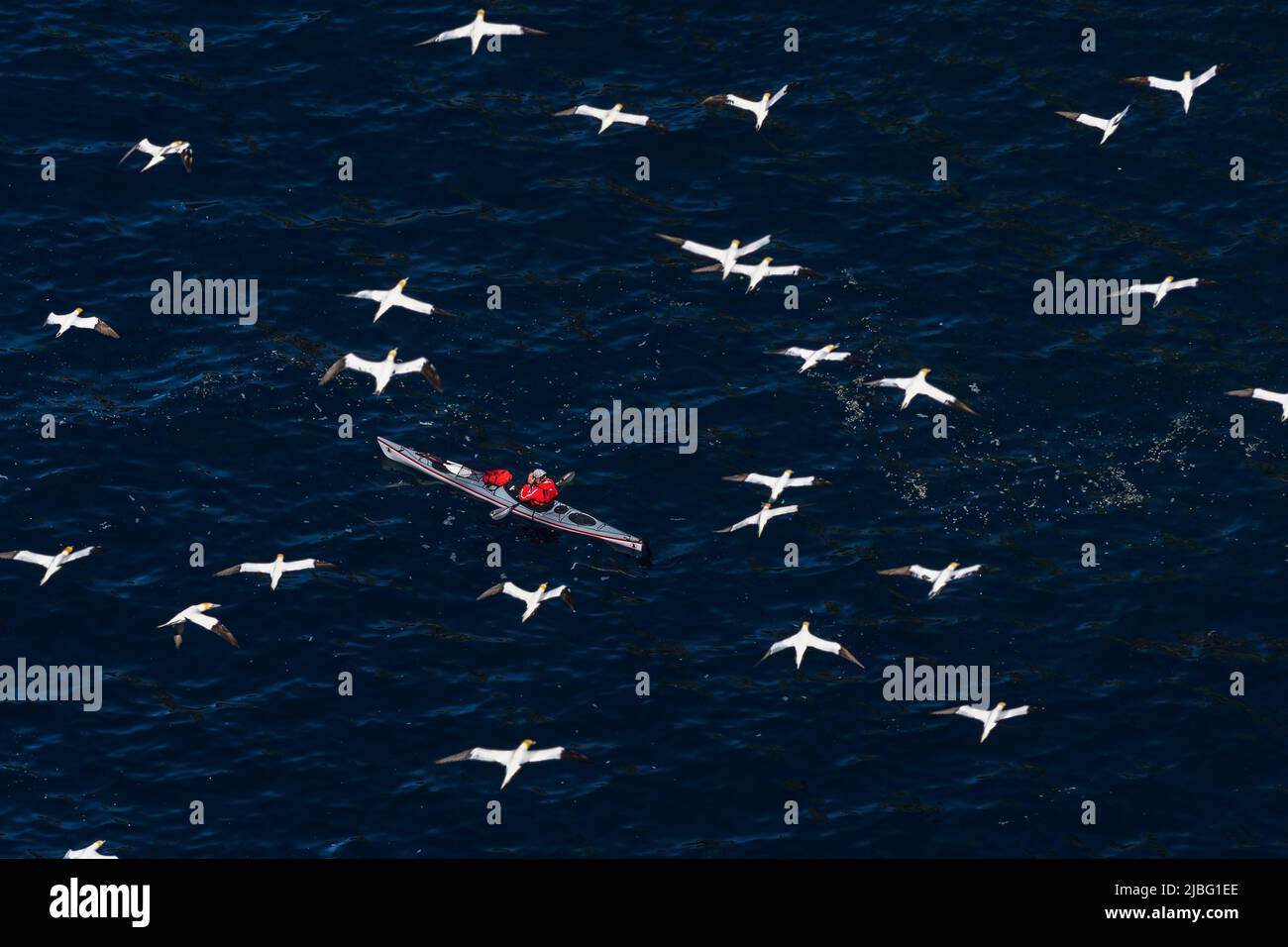 High angle view of seagulls flying over man in kayak Stock Photo