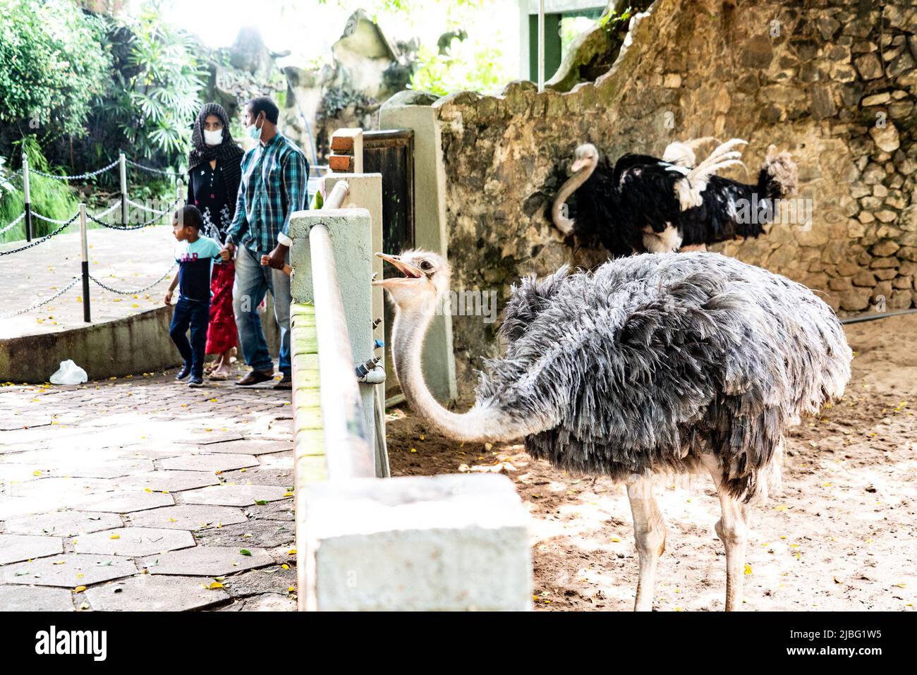 Colombo, Sri Lanka. 5th June, 2022. An ostrich is seen at Dehiwala Zoological Garden in Colombo, Sri Lanka, June 5, 2022. Sri Lanka's Department of Zoology has informed the Wildlife Ministry that Colombo, Sri Lanka. 5th June, 2022. An ostrich is seen at Dehiwala Zoological Garden in Colombo, Sri Lanka, June 5, 2022. Sri Lanka's Department of Zoology has informed the Wildlife Ministry that