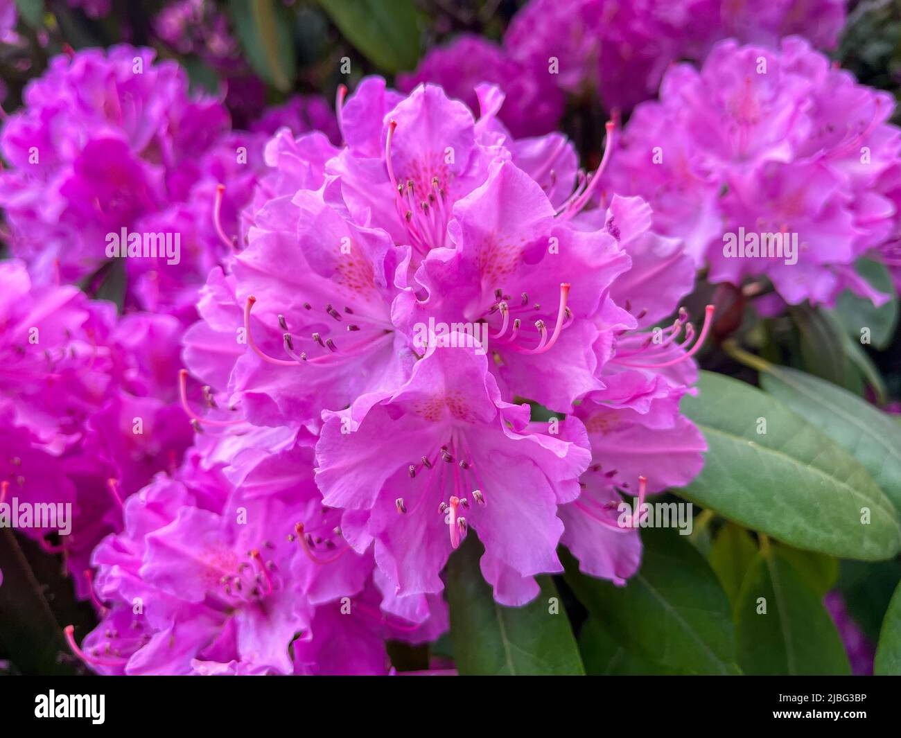 Rhododendron park hires stock photography and images Alamy