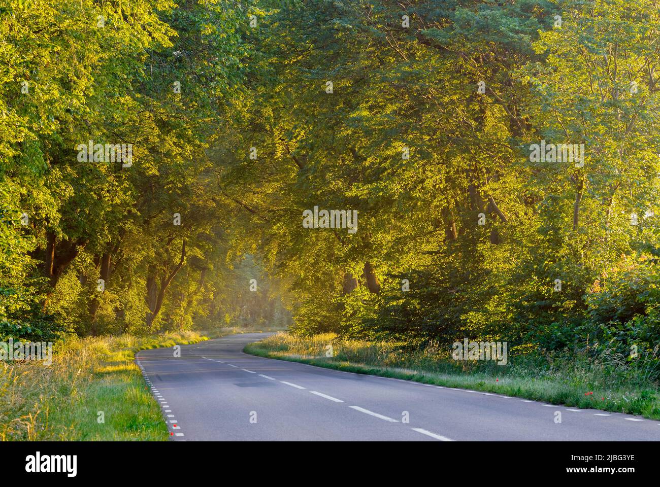 Rural road and forest Stock Photo