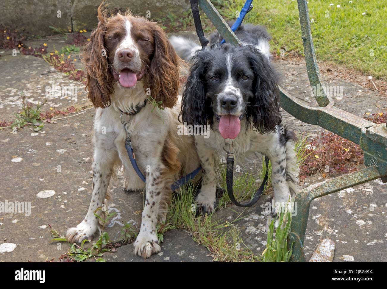 Two tethered Cocker spaniels sitting together anxiously awaiting the return of their owner UK Stock Photo