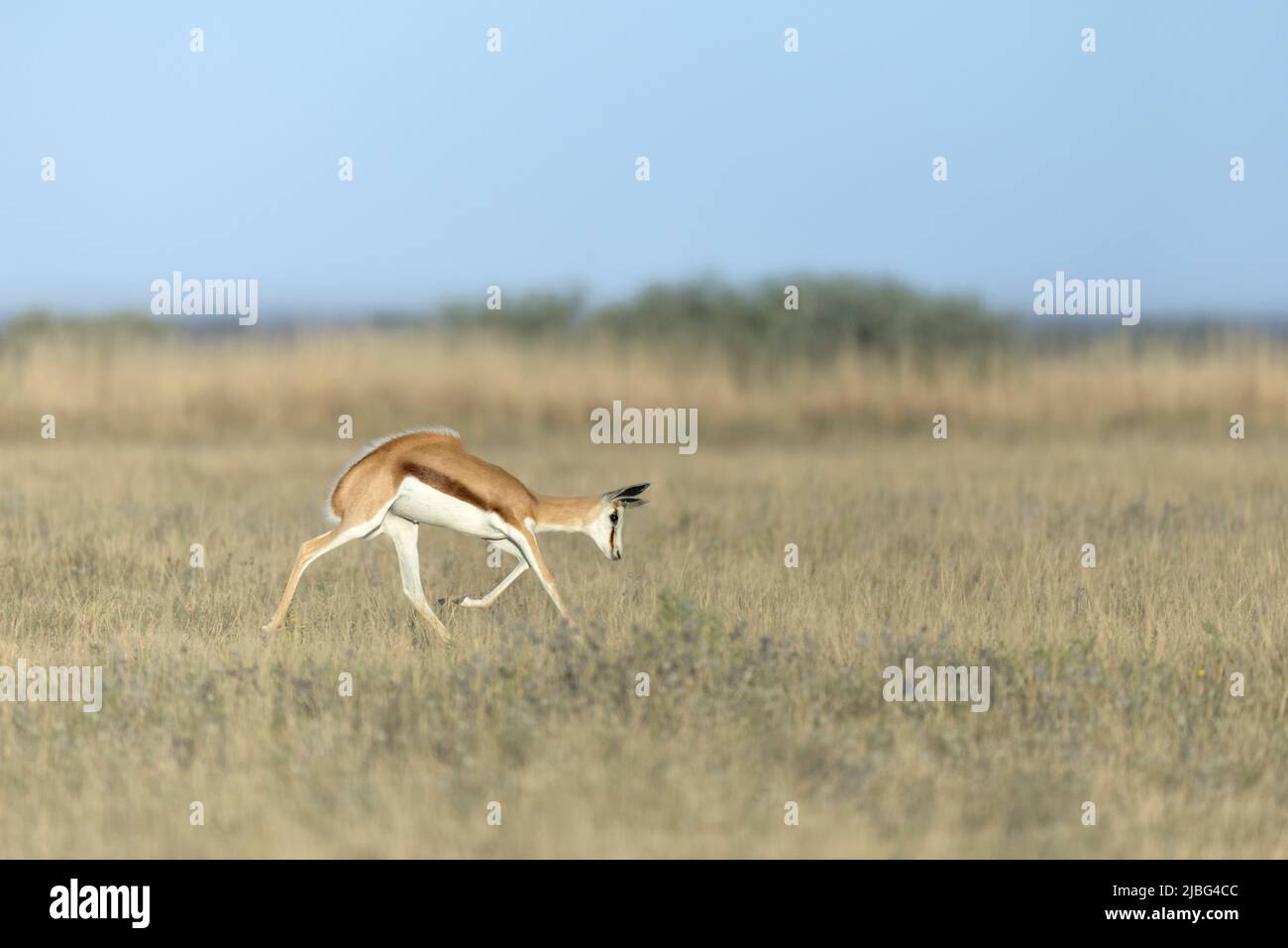 Springbok pronking in Kalahari semi desert Botswana Stock Photo