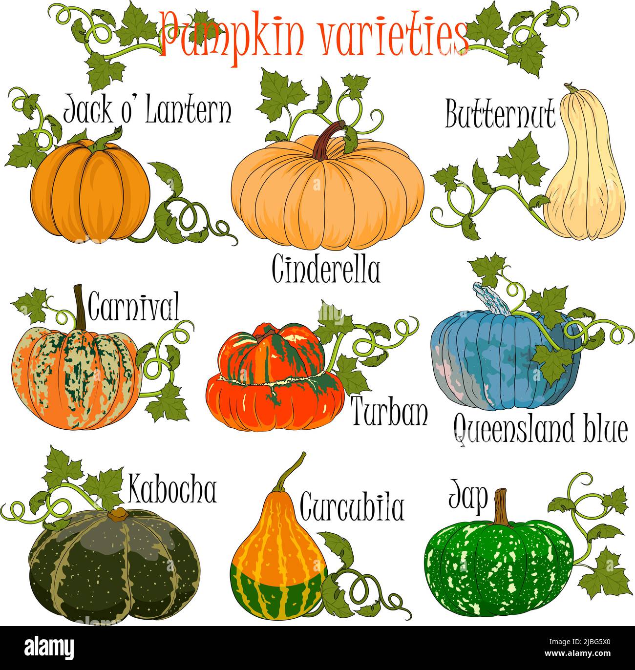 Pumpkin varieties performed in a colorful hand drawn format for illustrations at agricultural fairs in preparation for Halloween. Vector illustration. Stock Photo