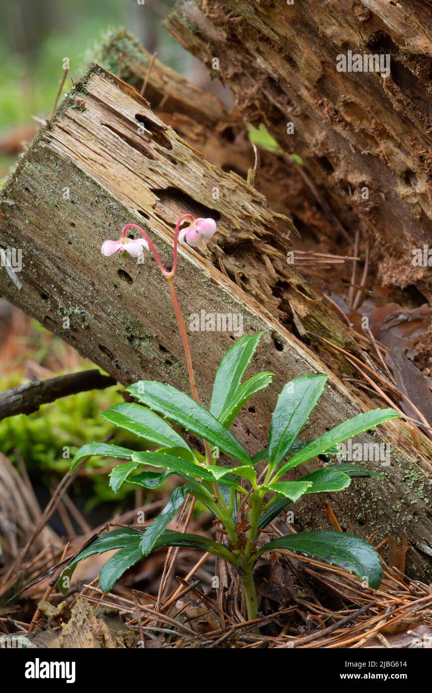 A small graceful flower umbellate wintergreen (Chimaphila umbellata) in a pine forest in Belarus Stock Photo