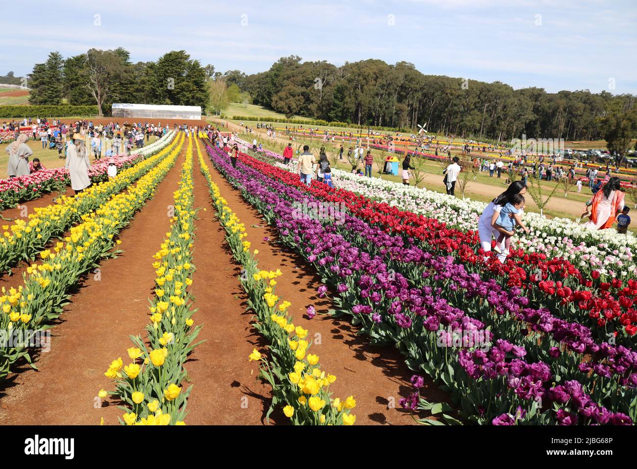 Tesselaar Tulip Festival Victoria, Australia Stock Photo Alamy