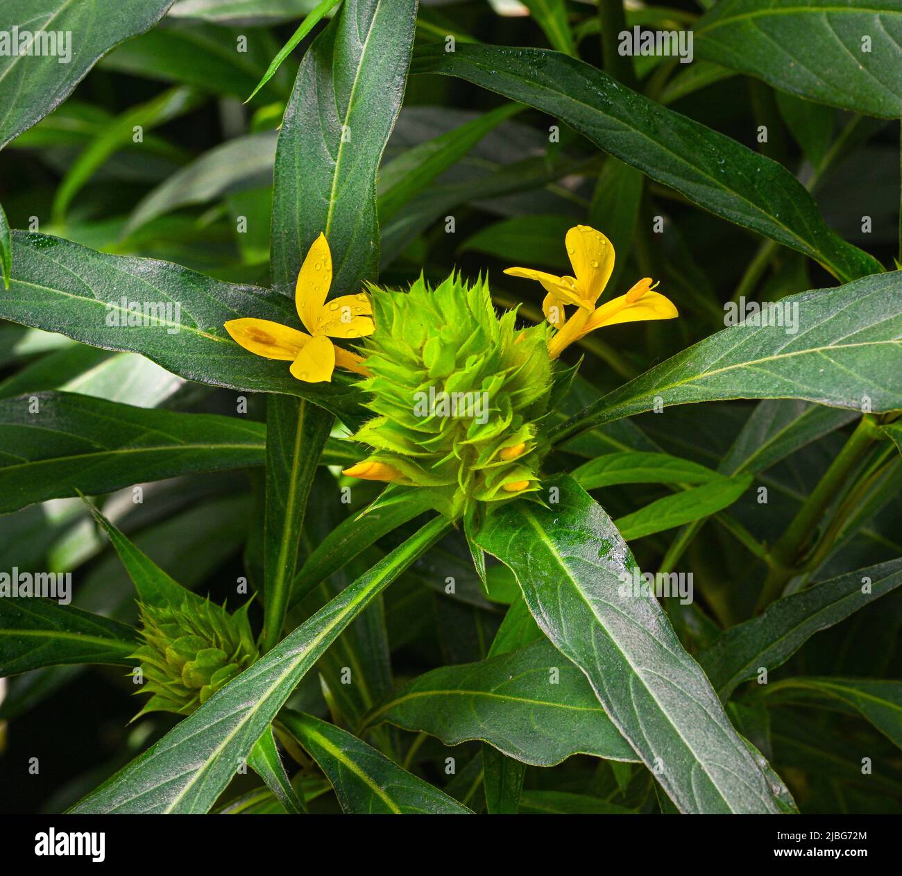 The yellow flower of Barleria oenotheroides (Lamiales, Acanthaceae) Stock Photo