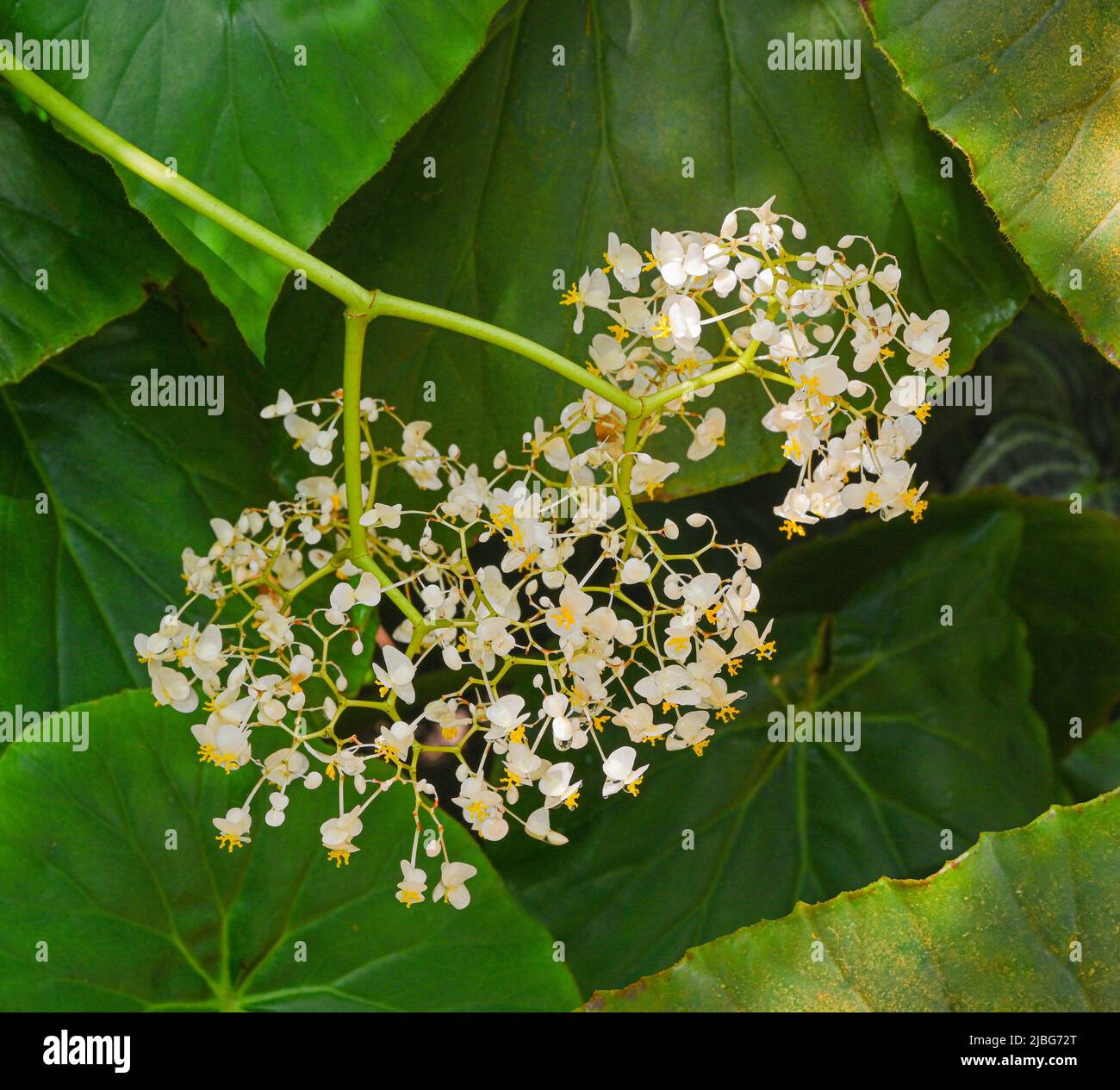 Bloom of Begonia nelumbiifolia or lilypad begonia (Family: Begoniaceae) Stock Photo