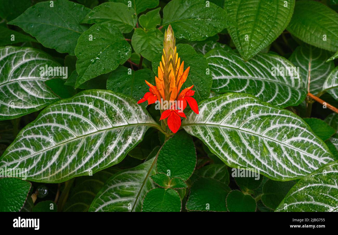 Fiery Spike (Aphelandra aurantiaca), Acanthaceae. Occurrence in South and Central America. Stock Photo