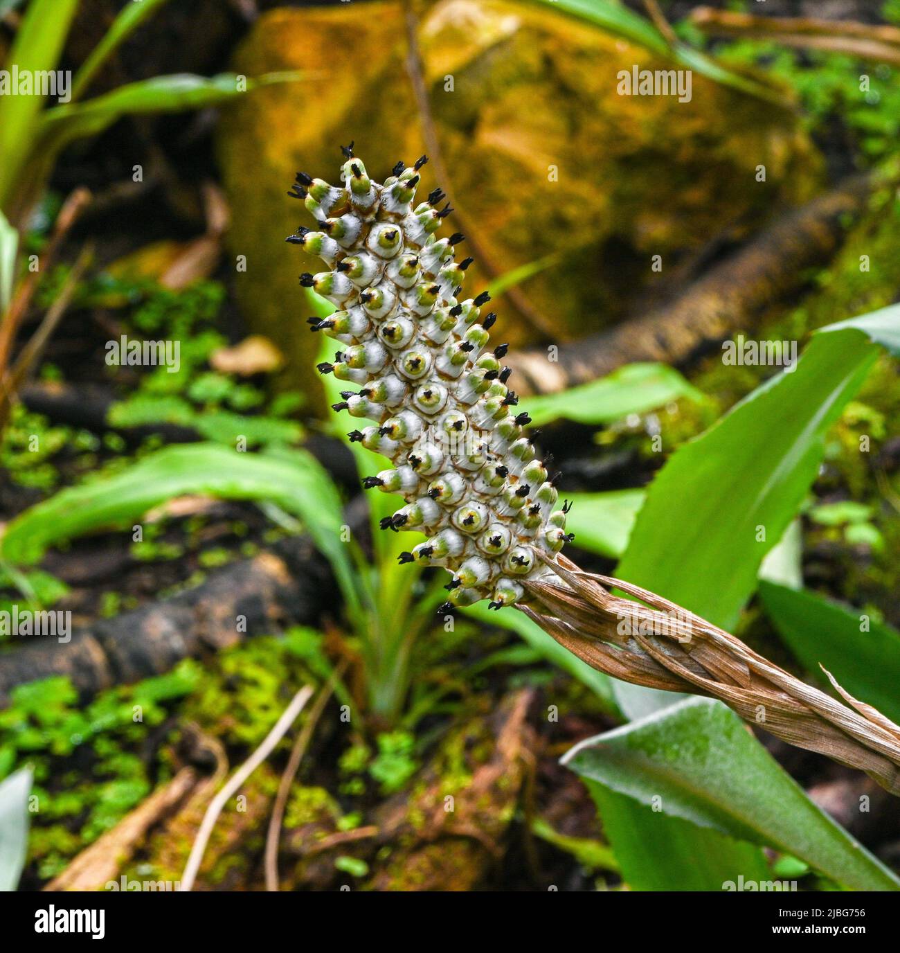 Aechmea bromeliifolia is a bromeliad native to southern Mexico, Central America, Trinidad, and South America Stock Photo