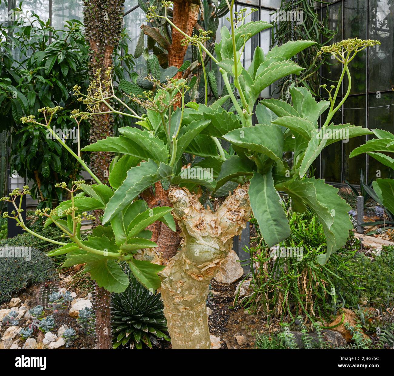 Cyphostemma juttae succulent plant (Family: Vitaceae) Stock Photo