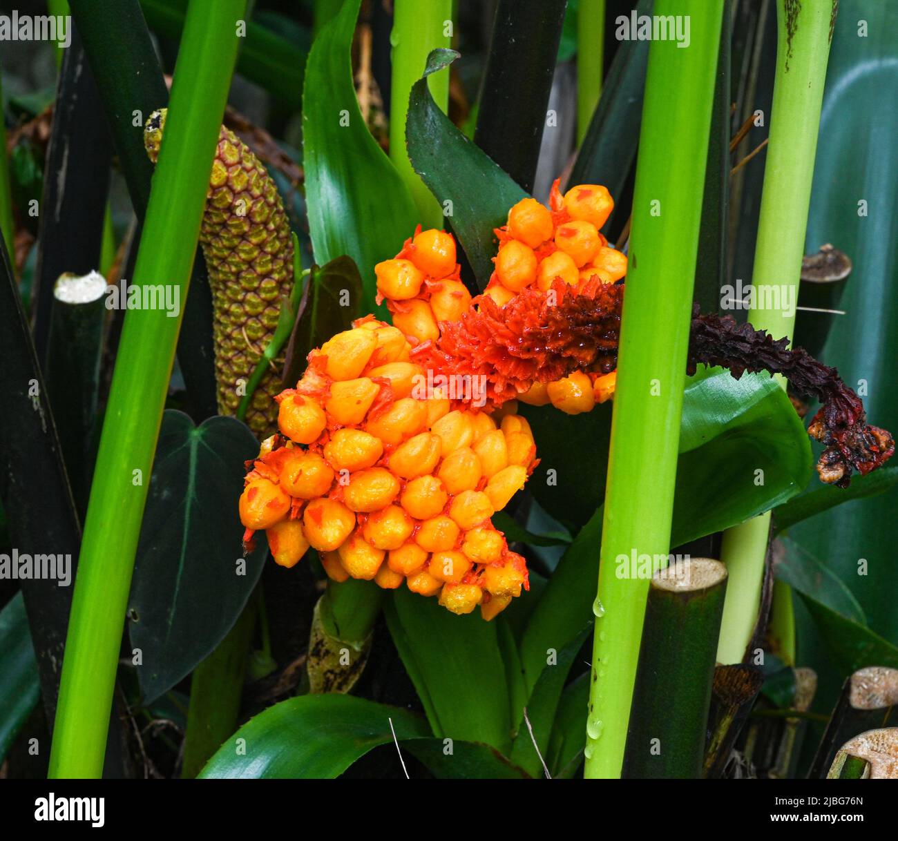 Carludovica palmata or toquilla palm fruit (Cyclanthaceae) Stock Photo