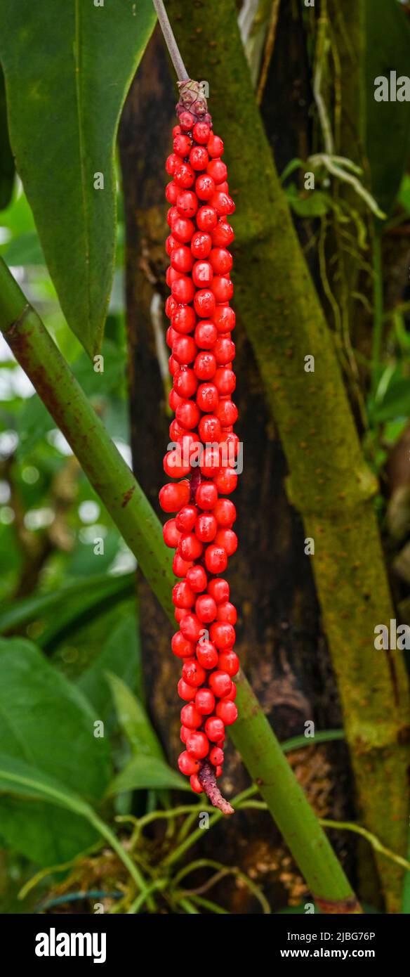 Anthurium gracile or Red Pearls Anthurium (Family: Araceae) native to the American tropics Stock Photo