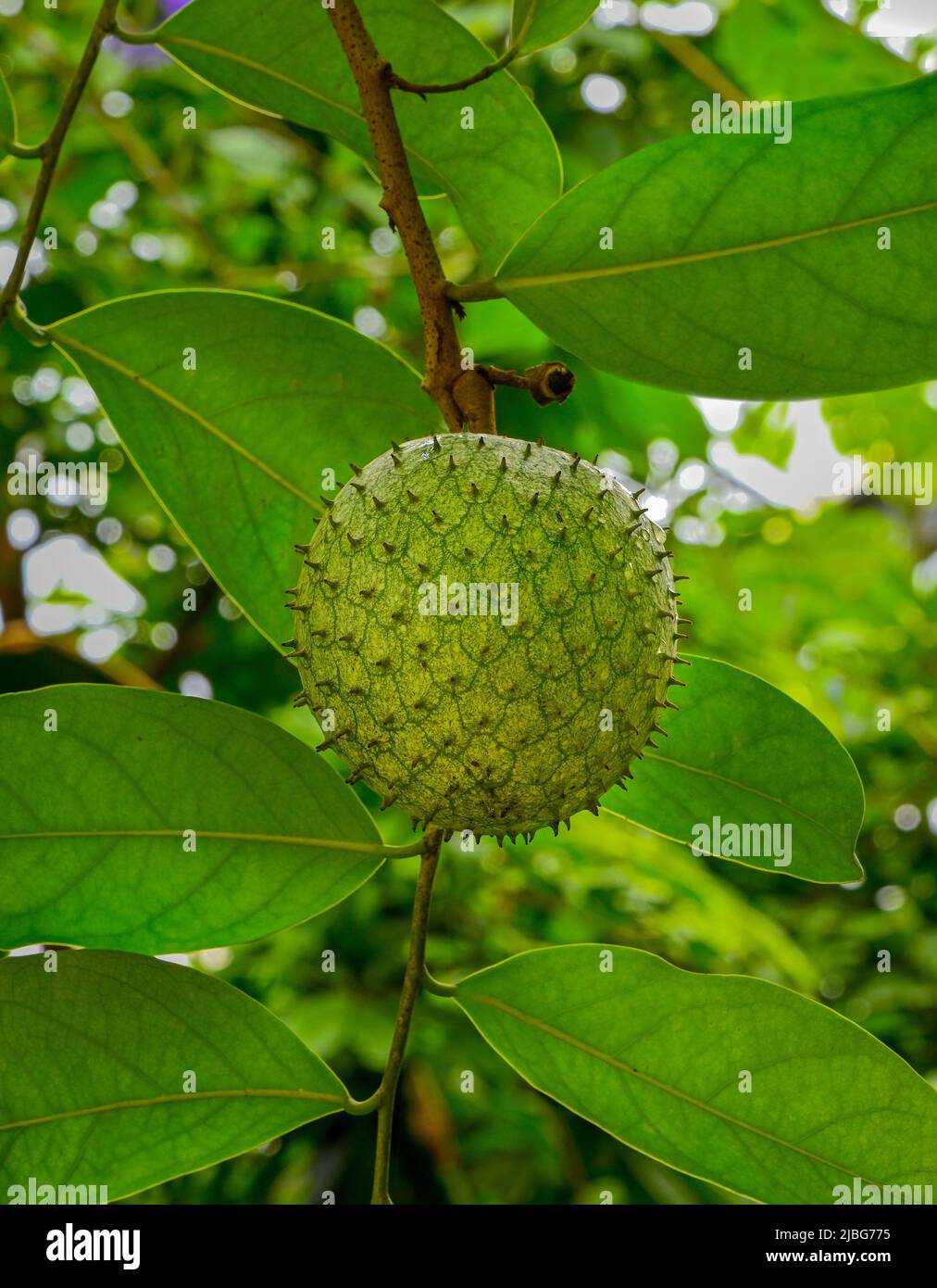 The fruit of wild sweetsop or golden apple (Annona mucosa) Stock Photo