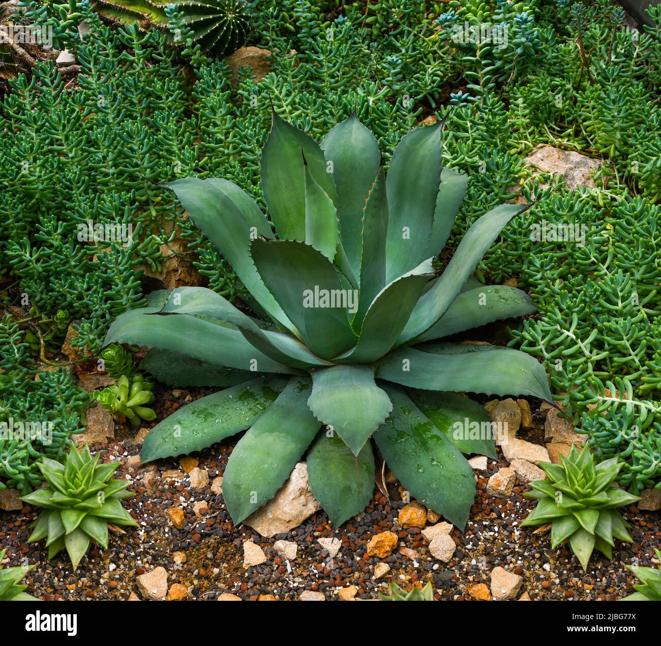Parry‘s agave or mescal agave (Agave parryi), Agavaceae. Stock Photo