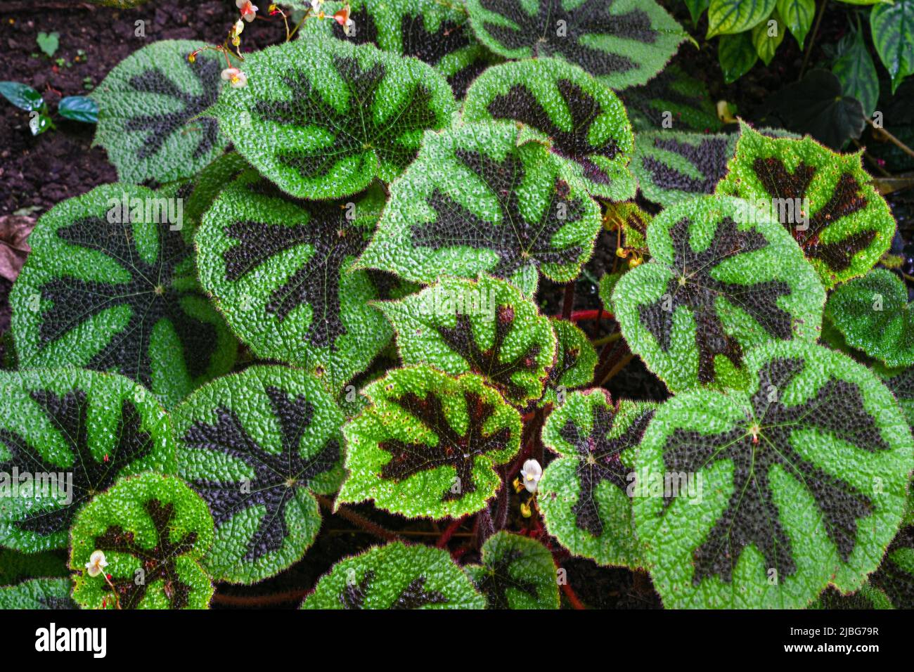 Begonia masoniana, the iron cross begonia, is a species of plant in the family Begoniaceae Stock Photo