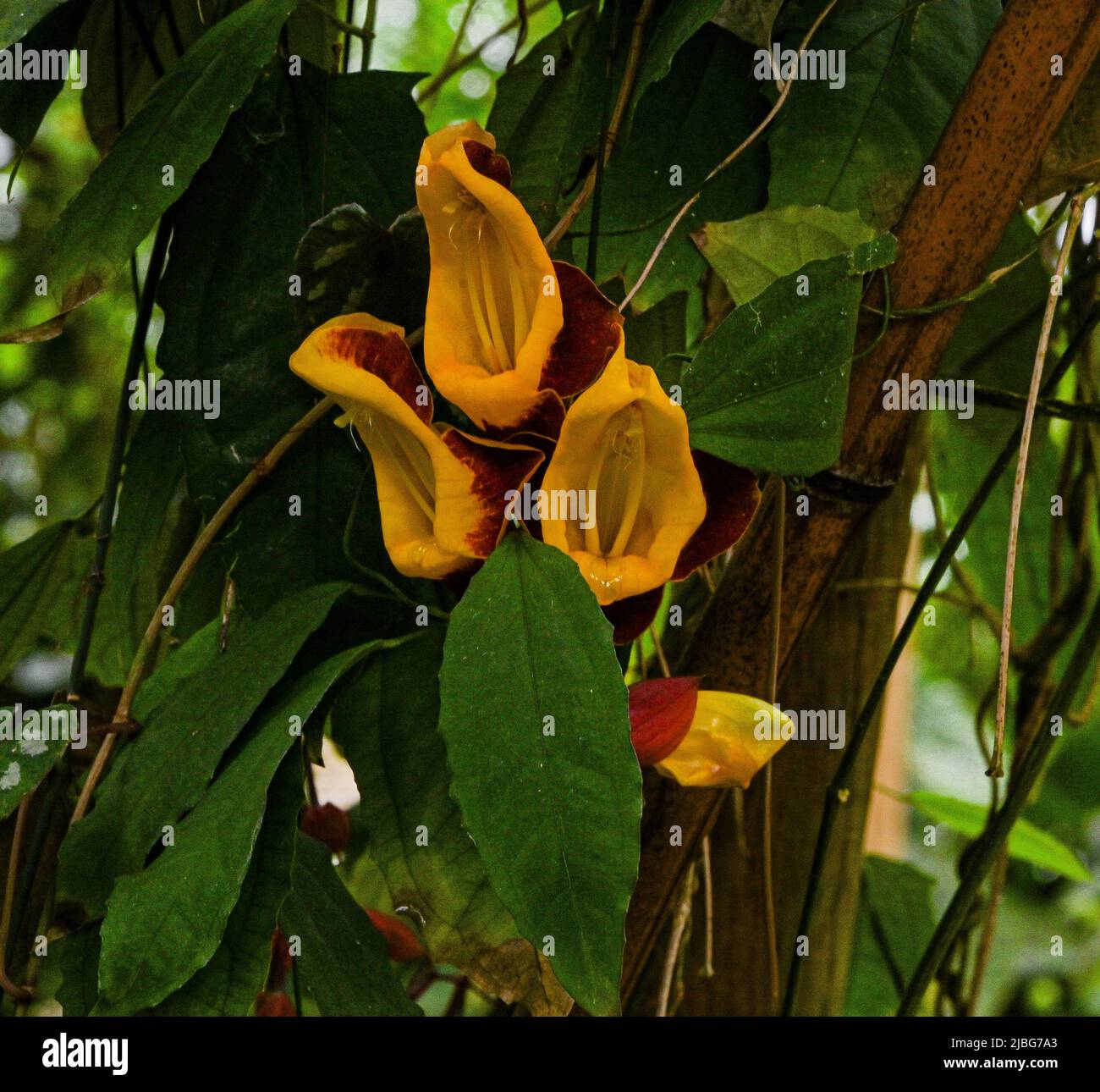 Thunbergia mysorensis or sky flower (Family: Acanthaceae) Stock Photo
