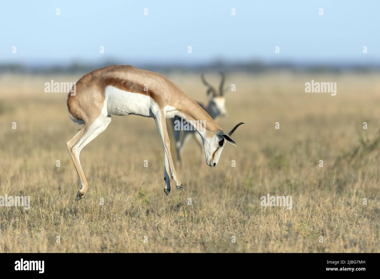 Springbok pronking in Kalahari semi desert Botswana Stock Photo