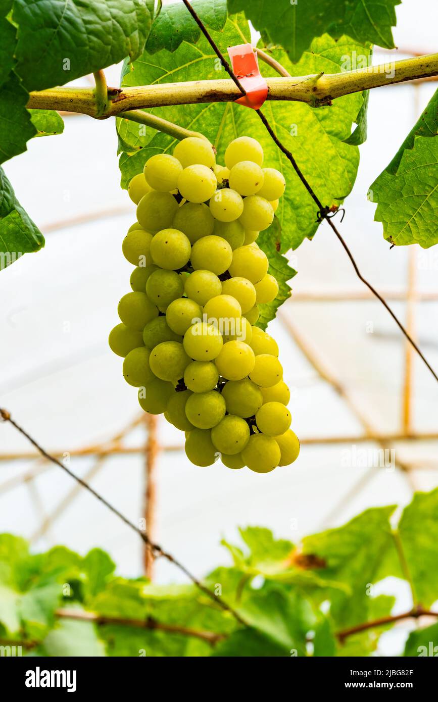 Bunch of white grapes in a grapevine. Bunch of grapes with green leaves hanging on a branch of vine in a vineyard. Stock Photo