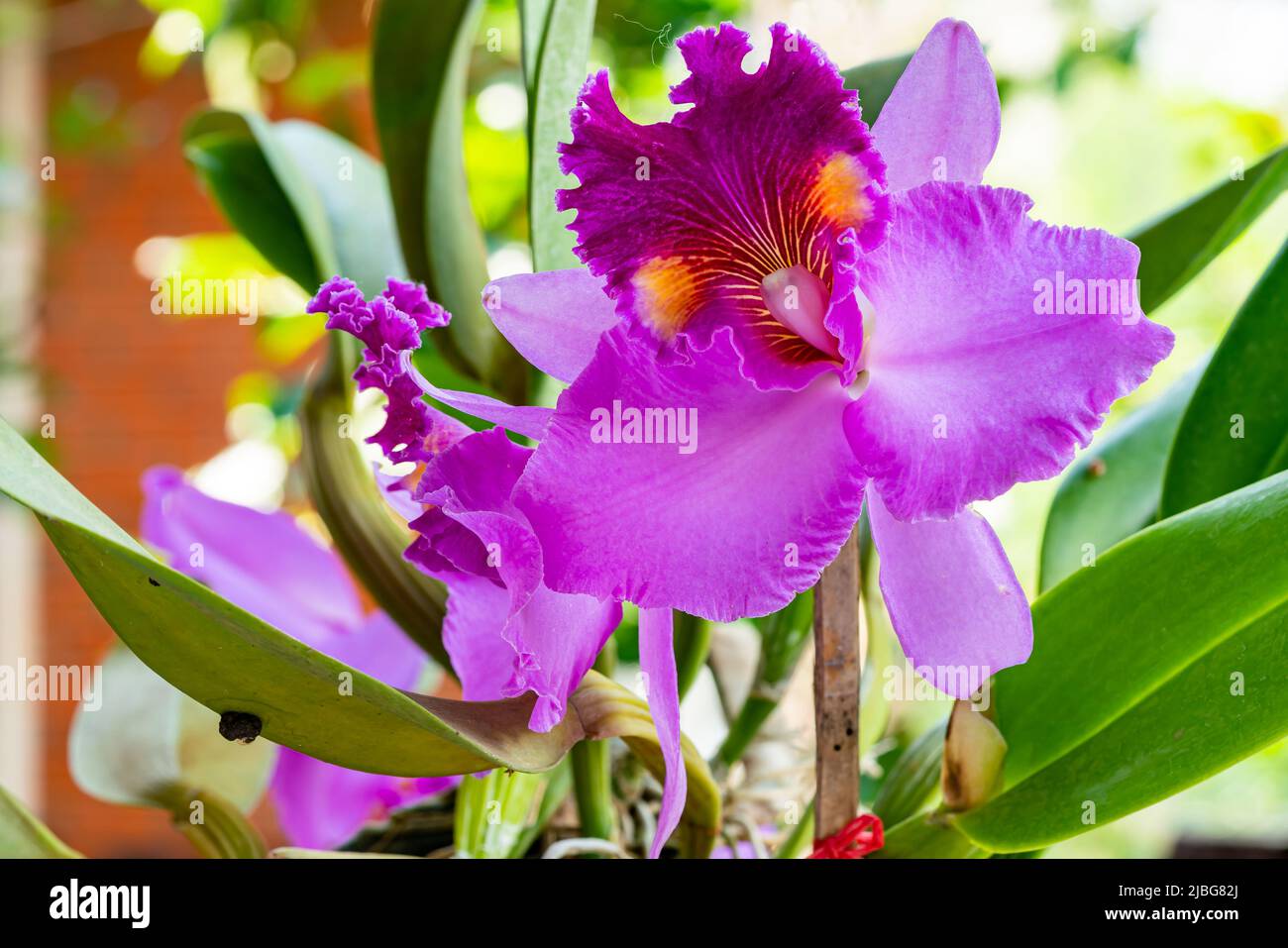 Closeup view pink Cattleya Orchid flowers blooming in summer season. Pink hybrid Cattleya Orchid blooming in a botanical garden. Stock Photo