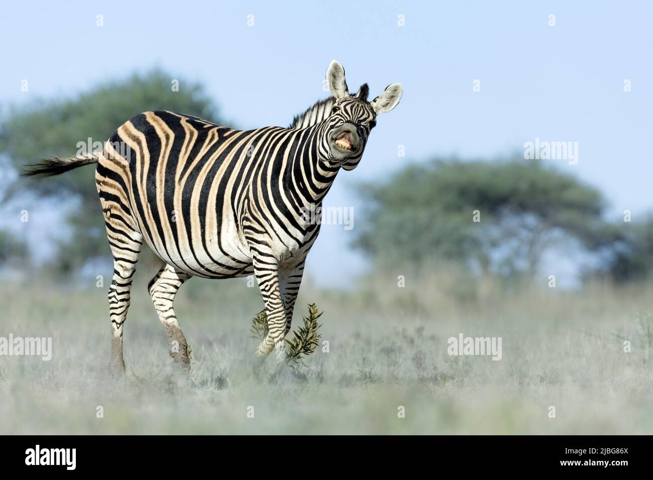 Zebra in kalahari smiling playing with Acacia backdrop in grassland savannah Stock Photo
