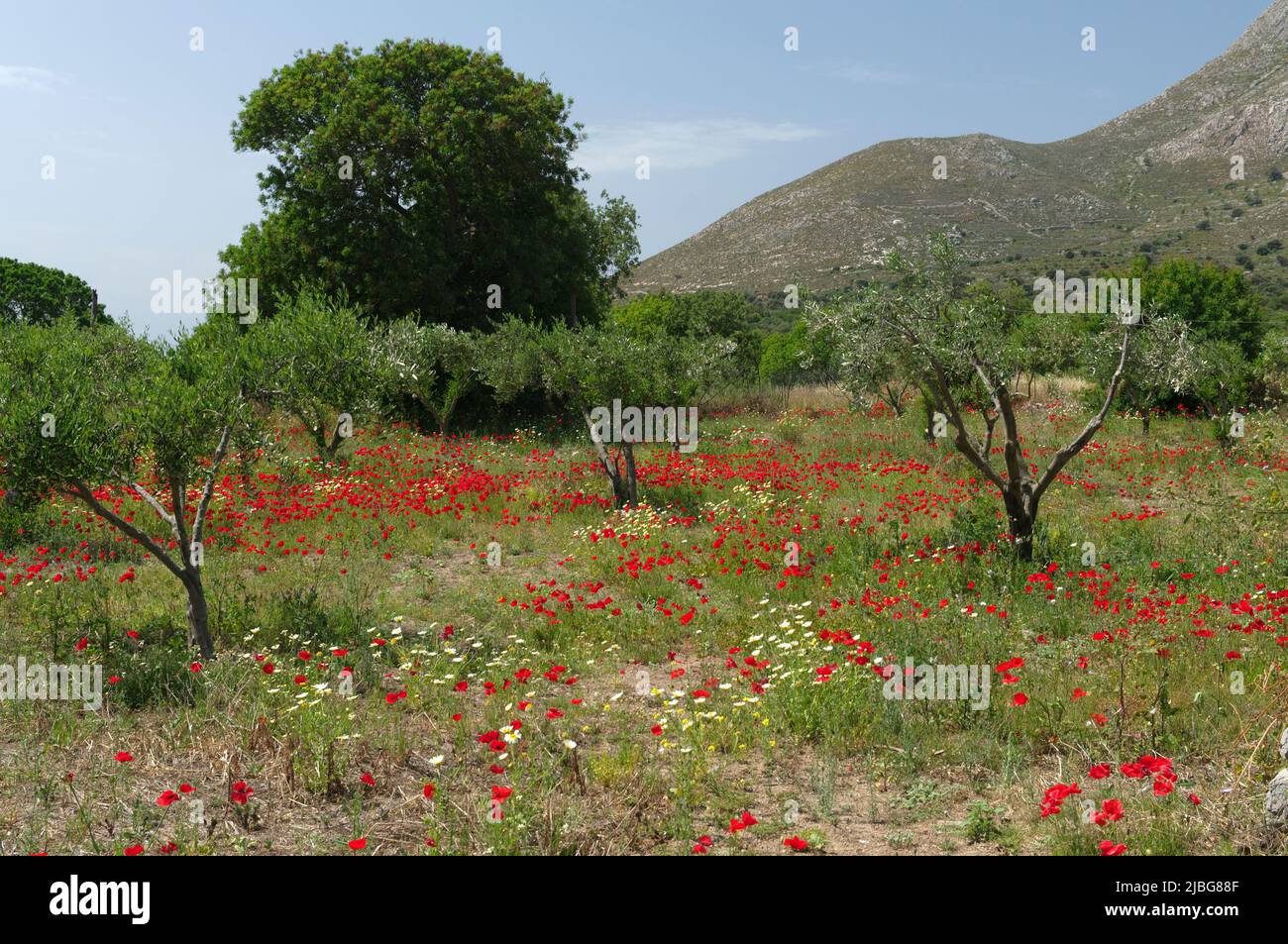 Spring wild poppies in olive grove, Tilos island, Greece, May 2022 ...