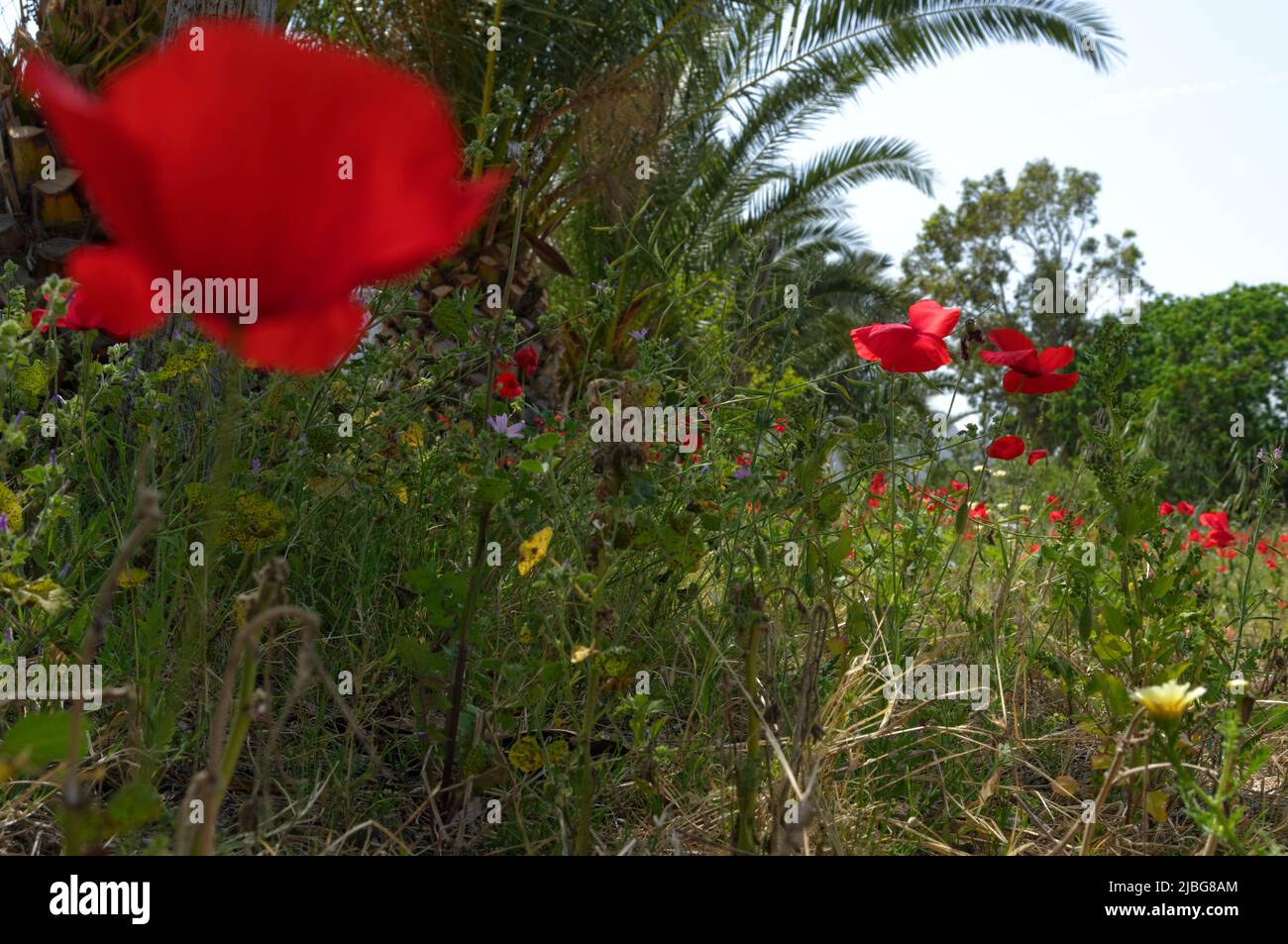 Spring wild poppies in olive grove, Tilos island, Greece, May 2022 ...